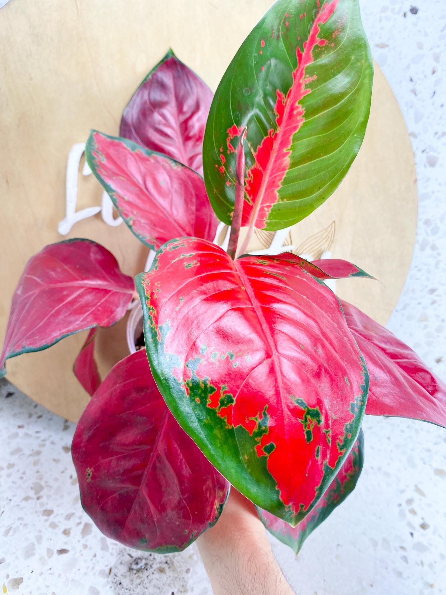 aglaonema suksom red emperor multiple leaves 1 Unfurling Leaf  Rooting