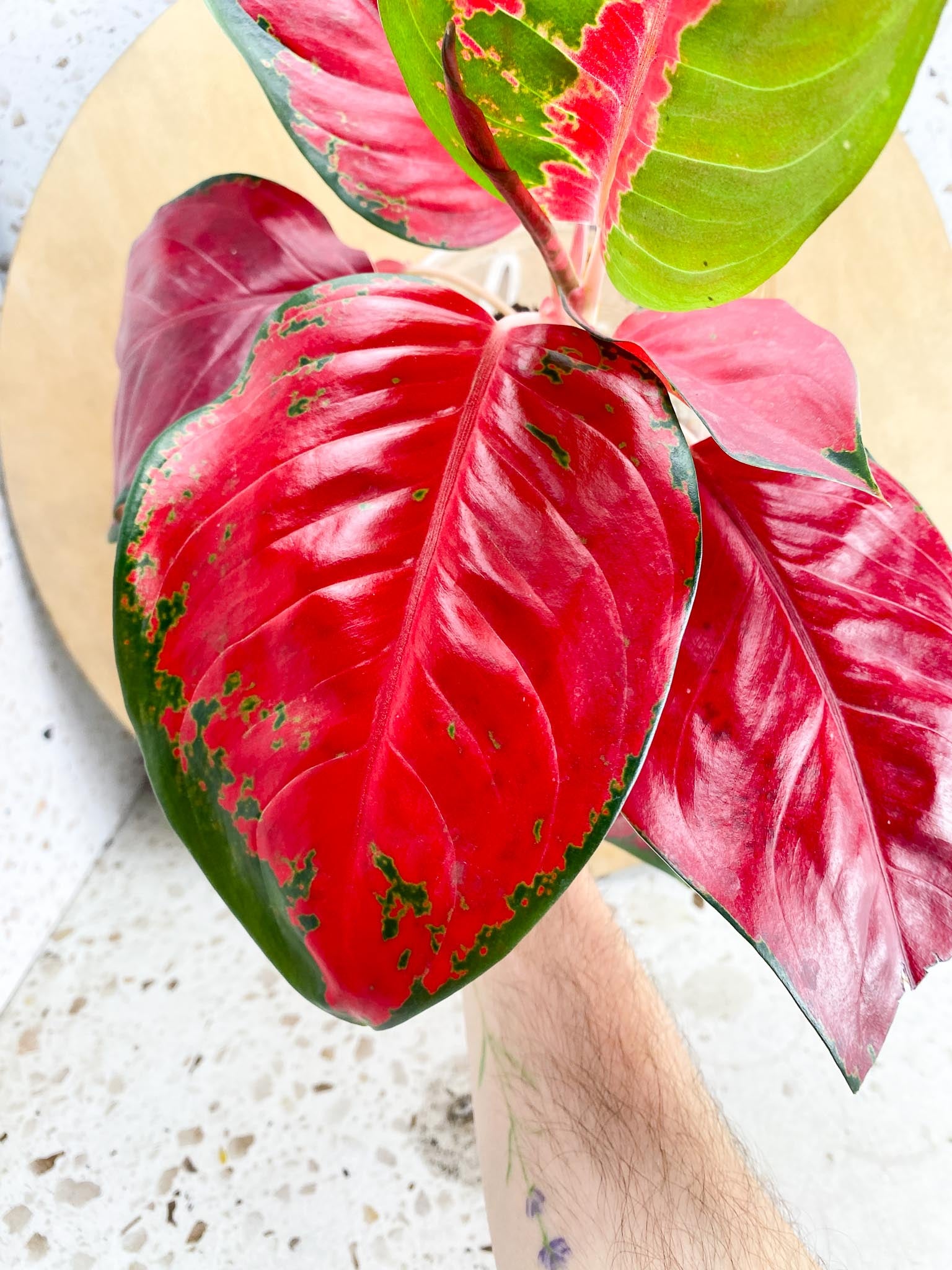 aglaonema suksom red emperor multiple leaves 1 Unfurling Leaf  Rooting