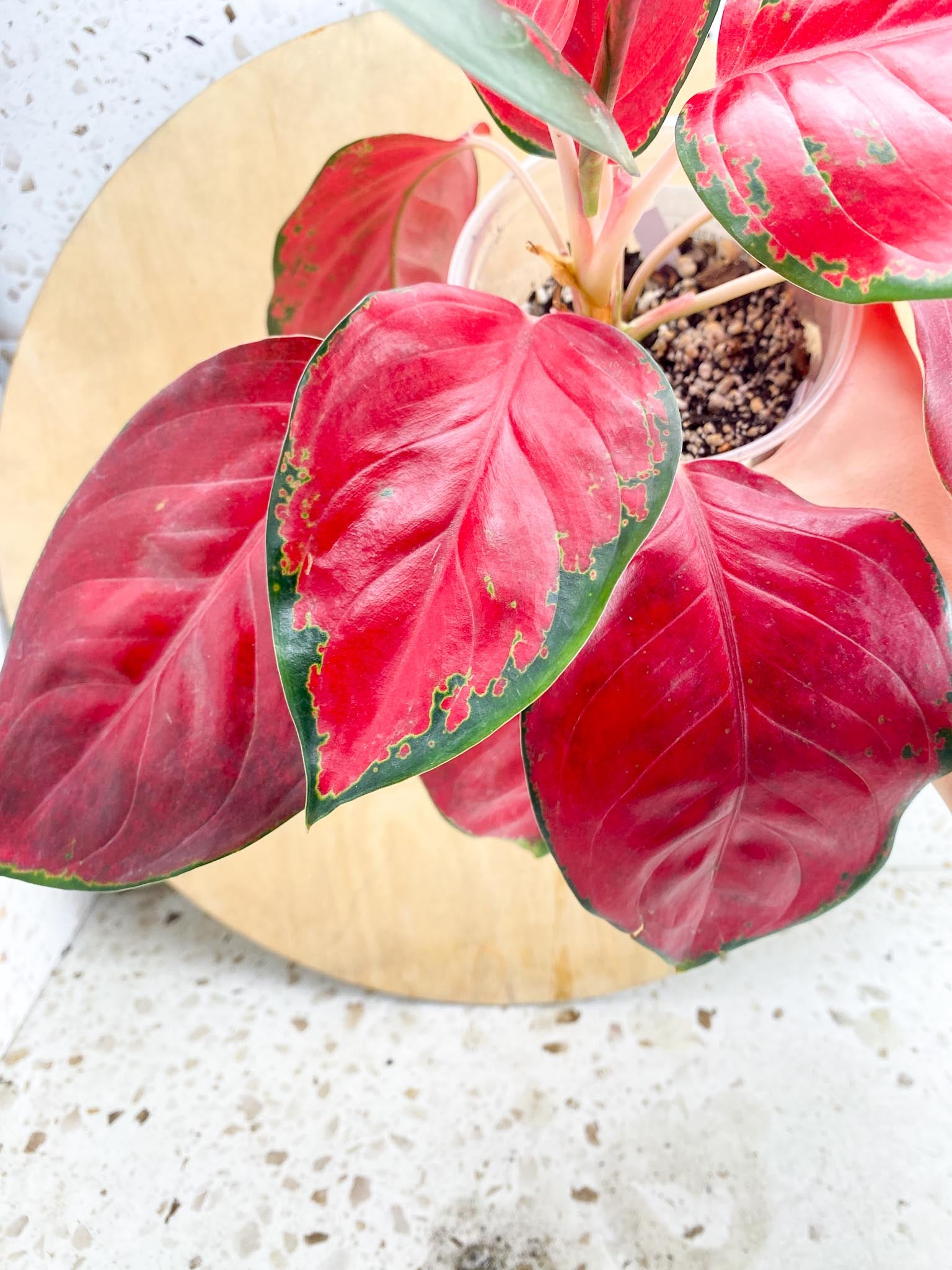 aglaonema suksom red emperor multiple leaves 1 Unfurling Leaf  Rooting