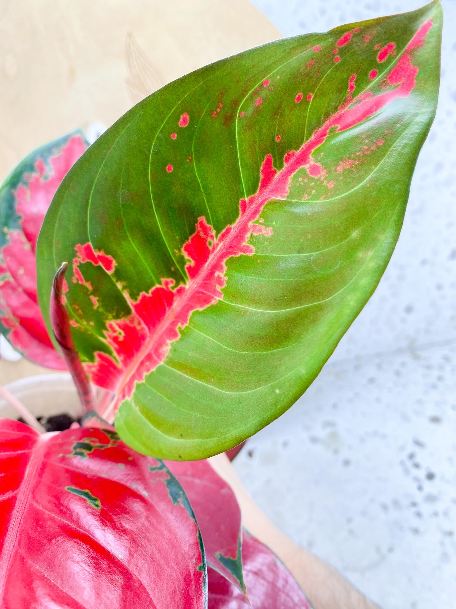 aglaonema suksom red emperor multiple leaves 1 Unfurling Leaf  Rooting