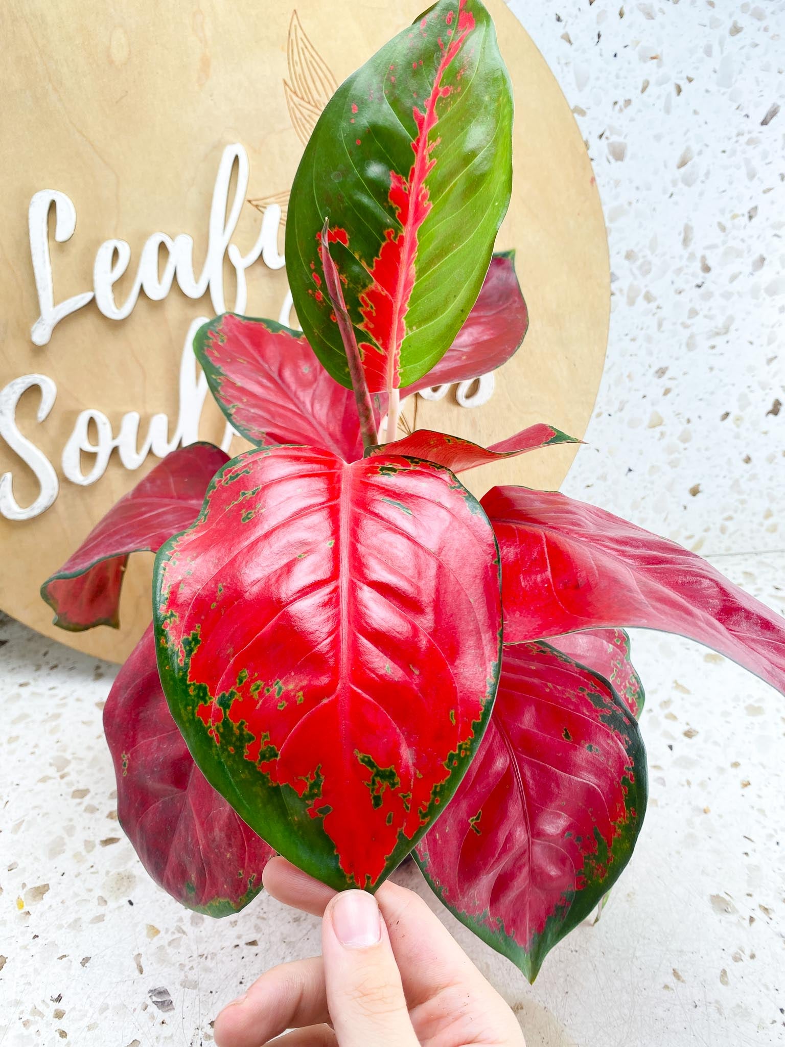 aglaonema suksom red emperor multiple leaves 1 Unfurling Leaf  Rooting