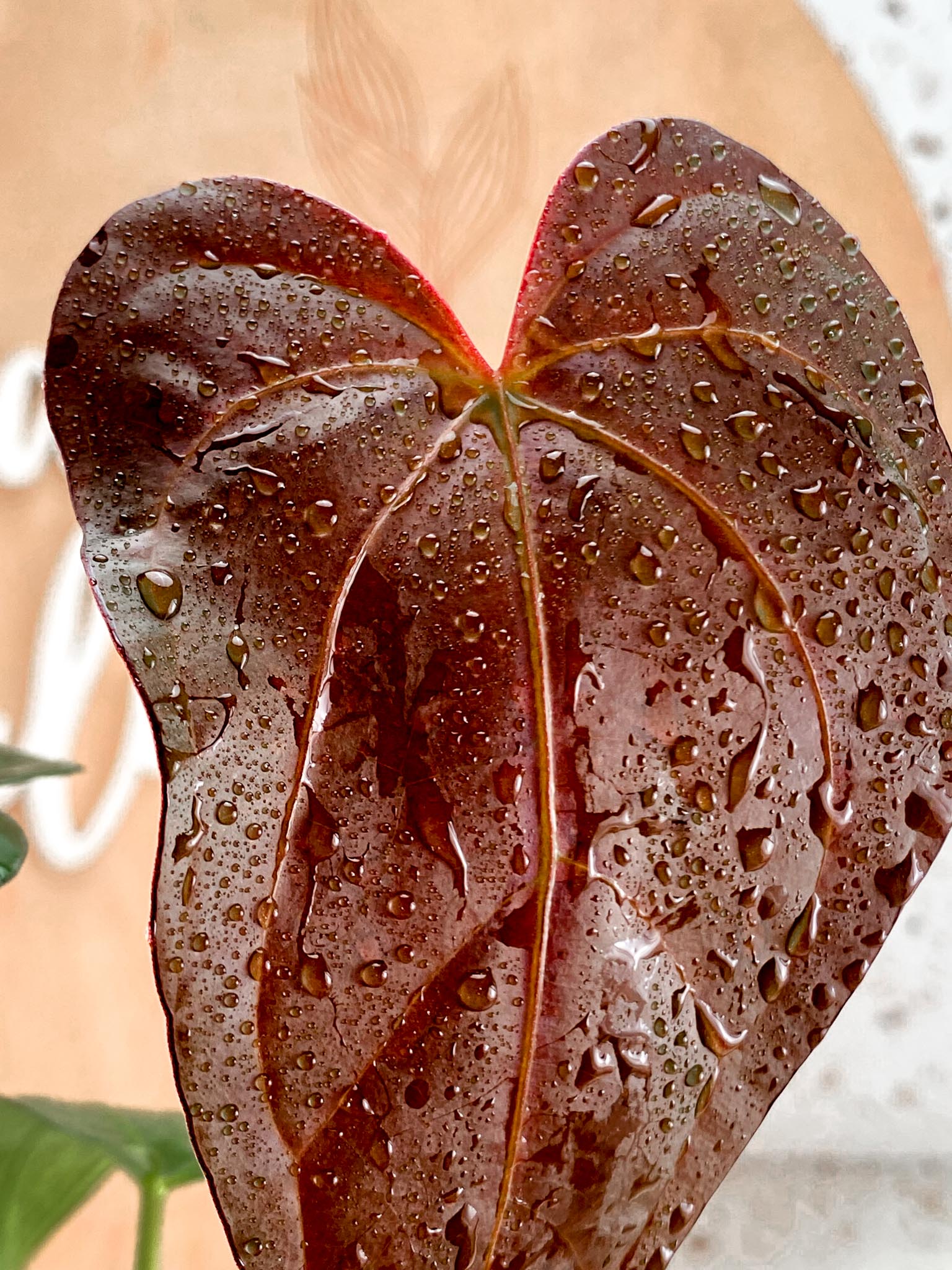 Anthurium Papi Fort Sherman X Queen of Heart Multiple Leaves with 