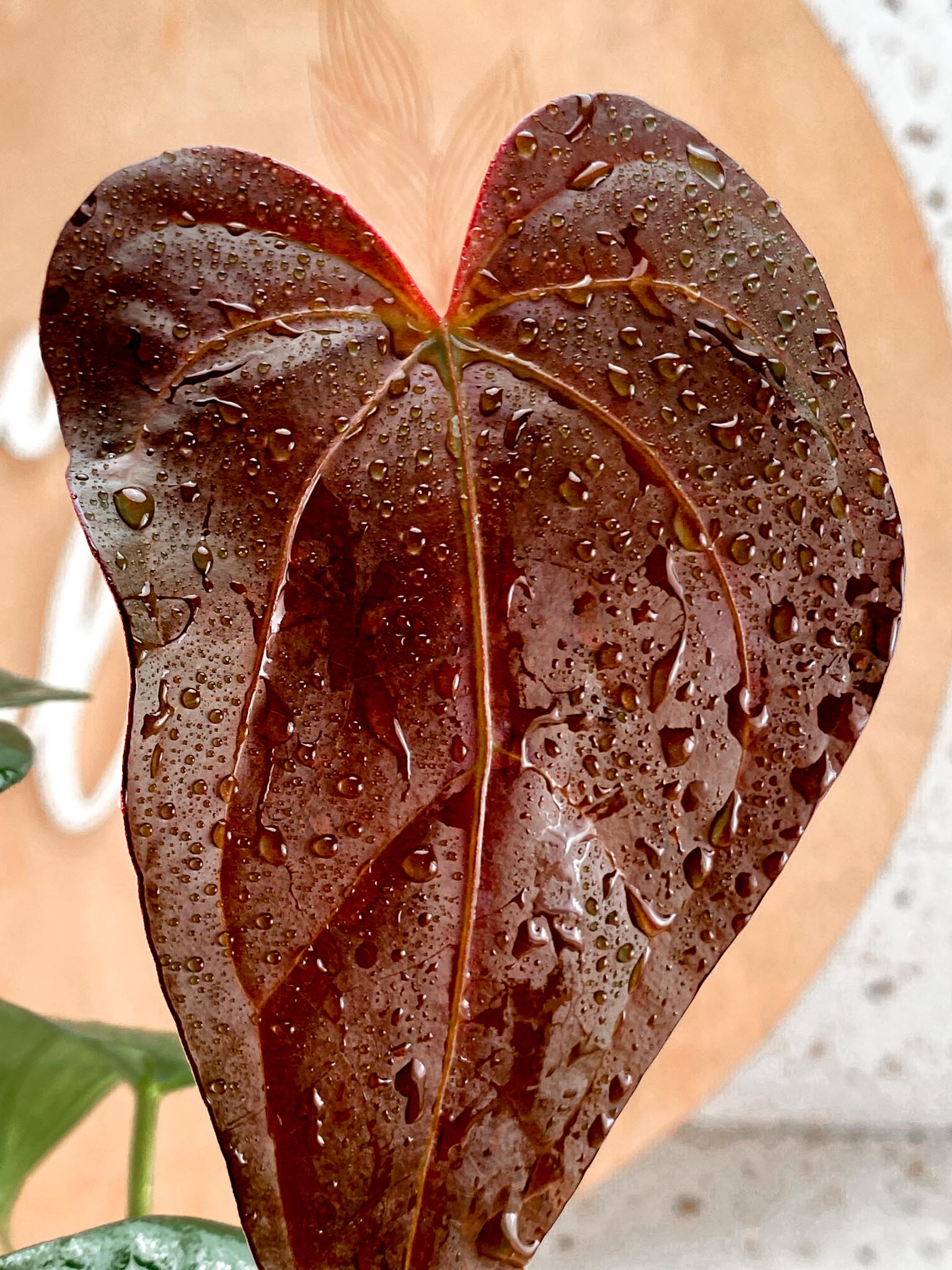 Anthurium Papi Fort Sherman X Queen of Heart Multiple Leaves with 