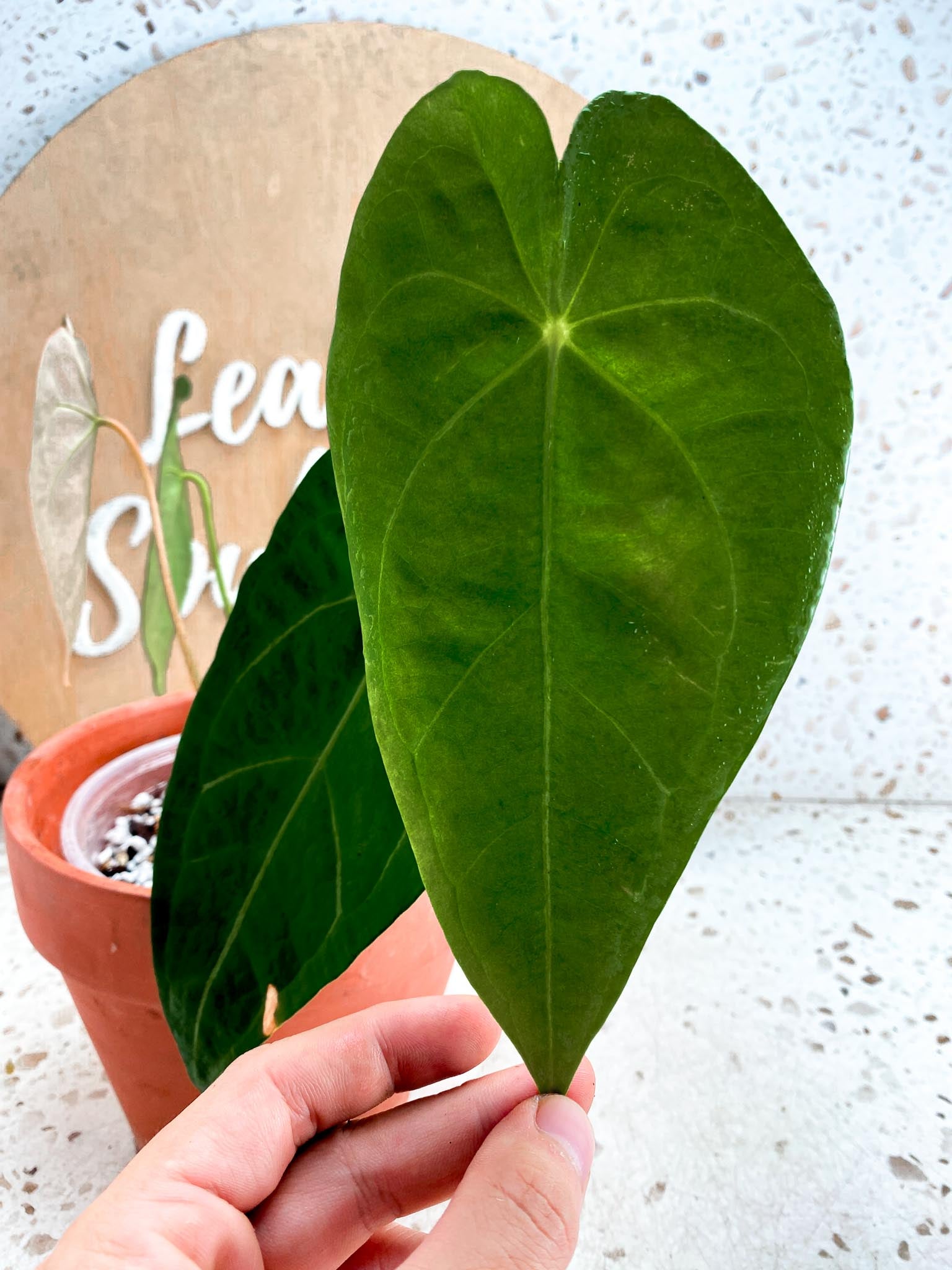 Anthurium  Forgetii X Warocqueanum 4 Leaves -