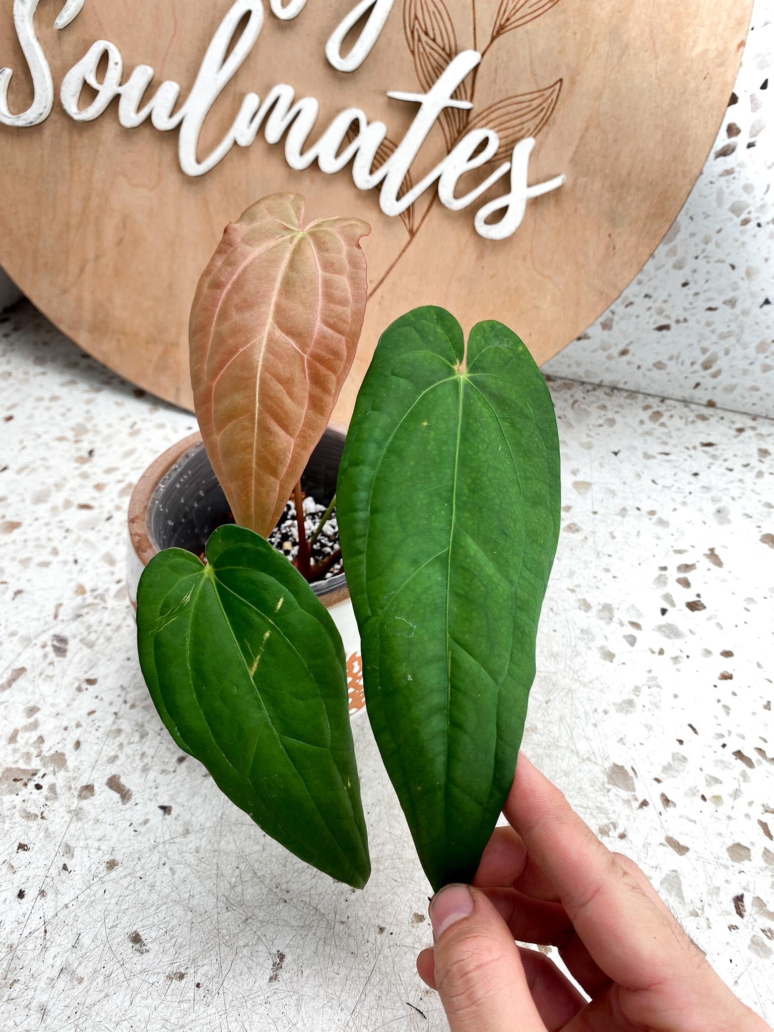 Anthurium Papillilaminum X  Warocqueanum Dark form 3 Leaves 1 Sprout Top Cutting