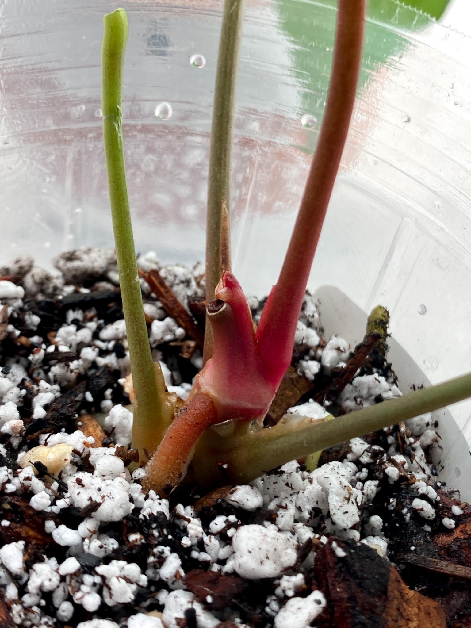 Anthurium Papillilaminum X  Warocqueanum Dark form 3 Leaves 1 Sprout Top Cutting