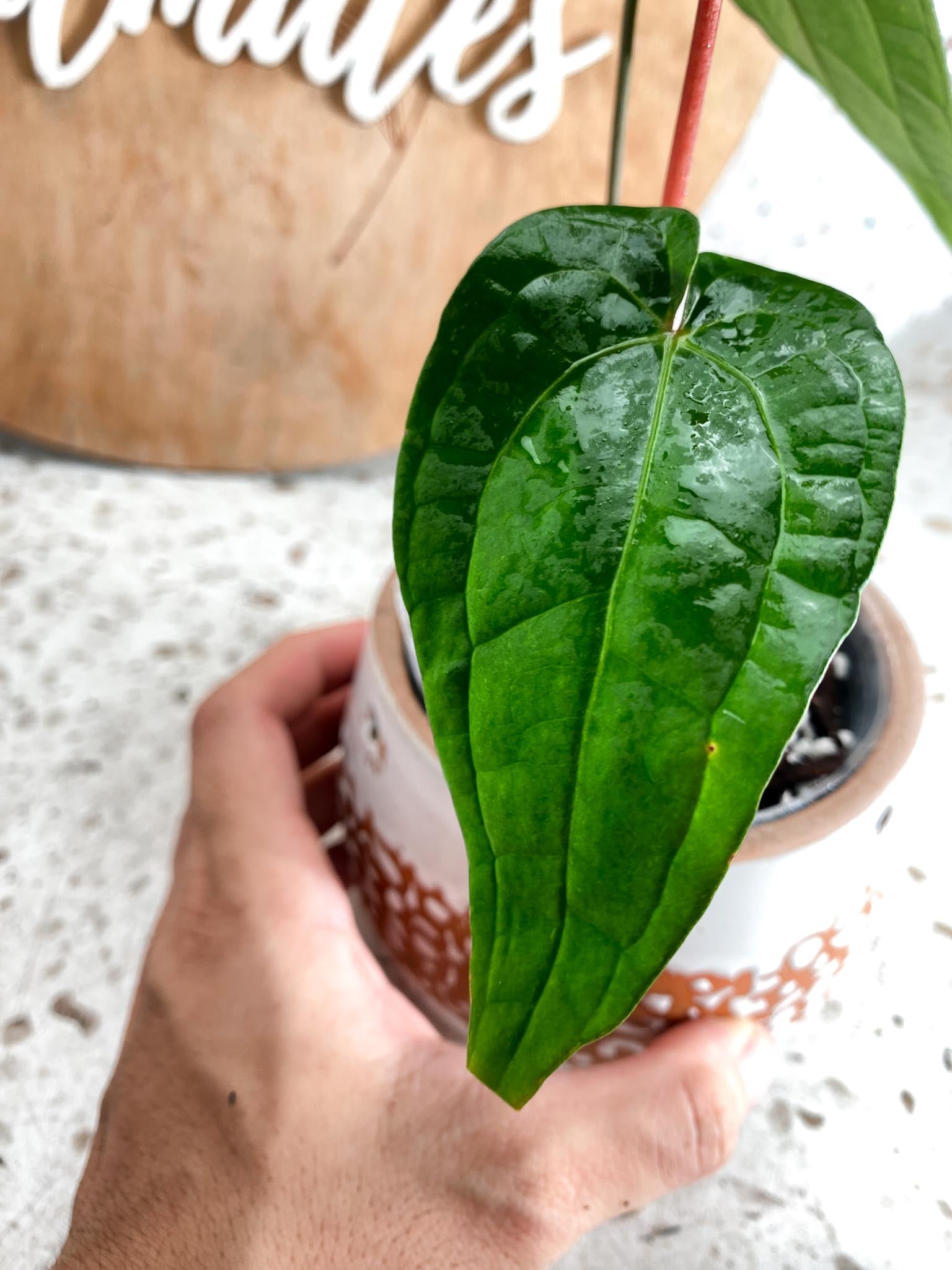 Anthurium Magnificum X Red Vein Dark Phoenix 3 Leaves 2 Sprout Rooted Mother plant