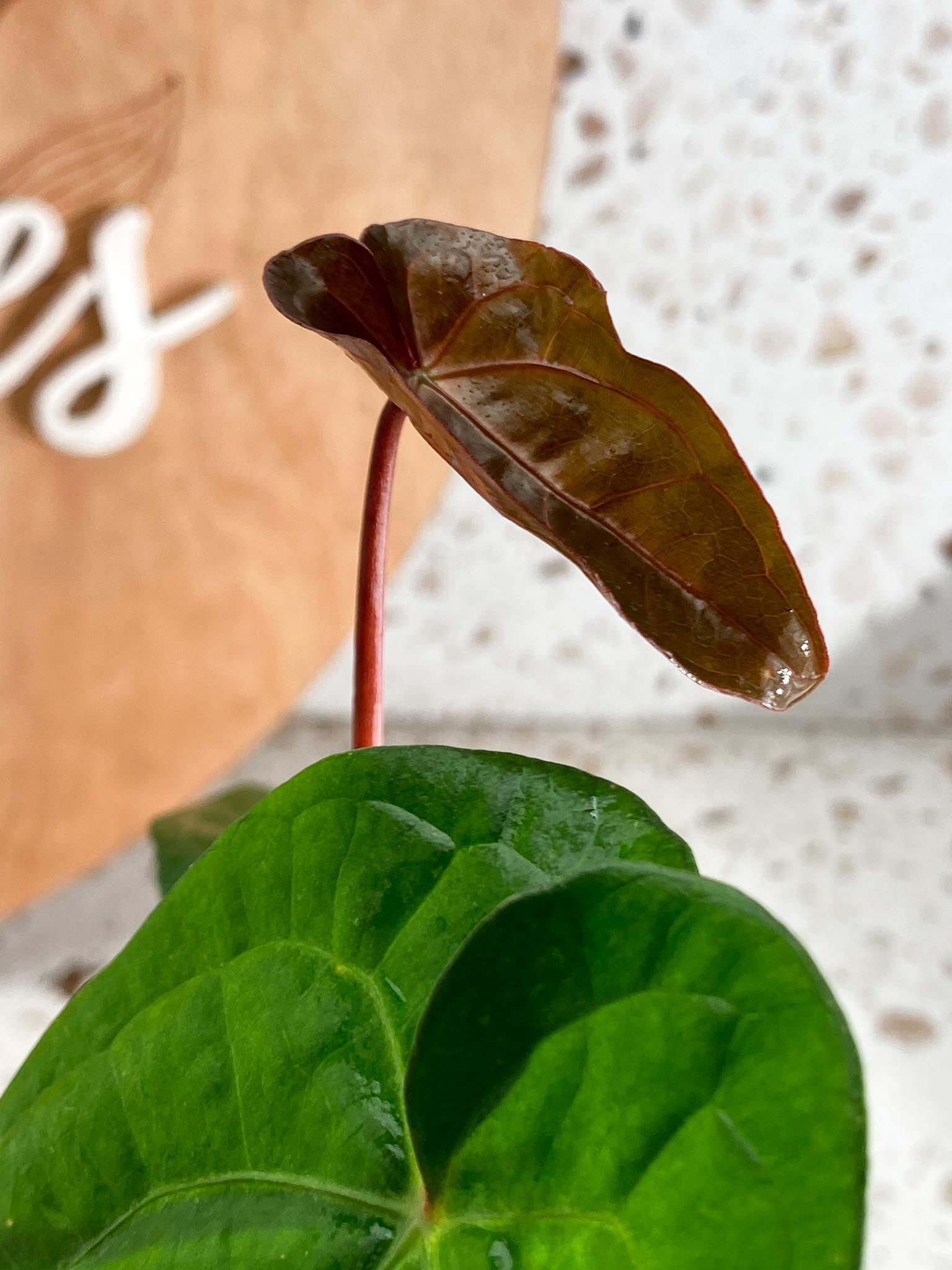 Anthurium Magnificum X Red Vein Dark Phoenix 3 Leaves 2 Sprout Rooted Mother plant