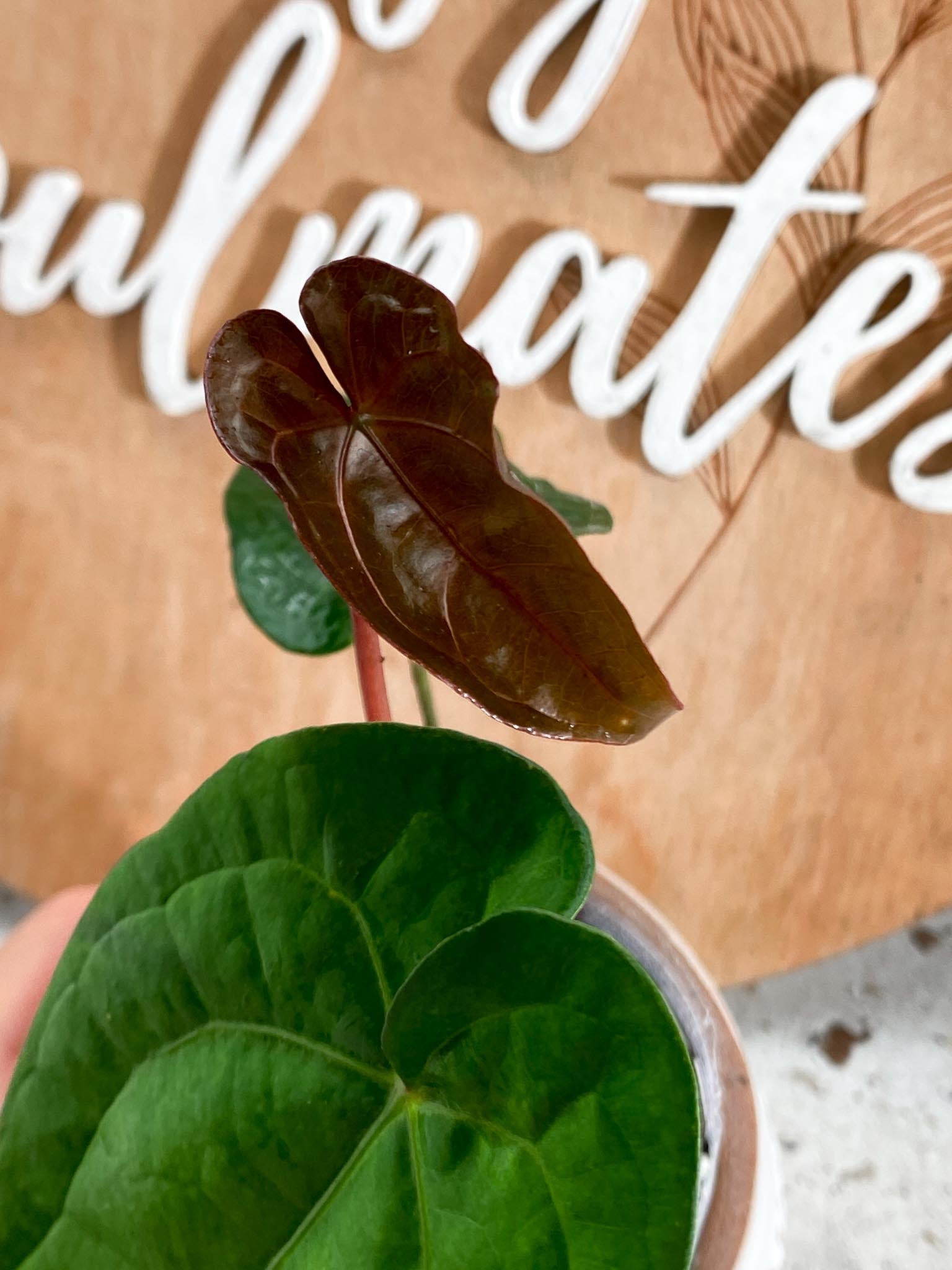 Anthurium Magnificum X Red Vein Dark Phoenix 3 Leaves 2 Sprout Rooted Mother plant