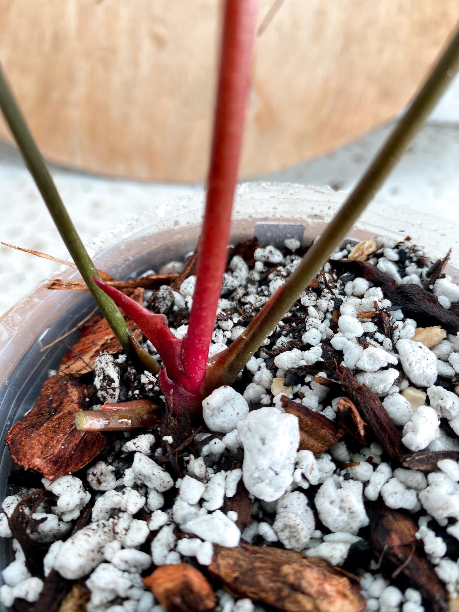 Anthurium Magnificum X Red Vein Dark Phoenix 3 Leaves 2 Sprout Rooted Mother plant