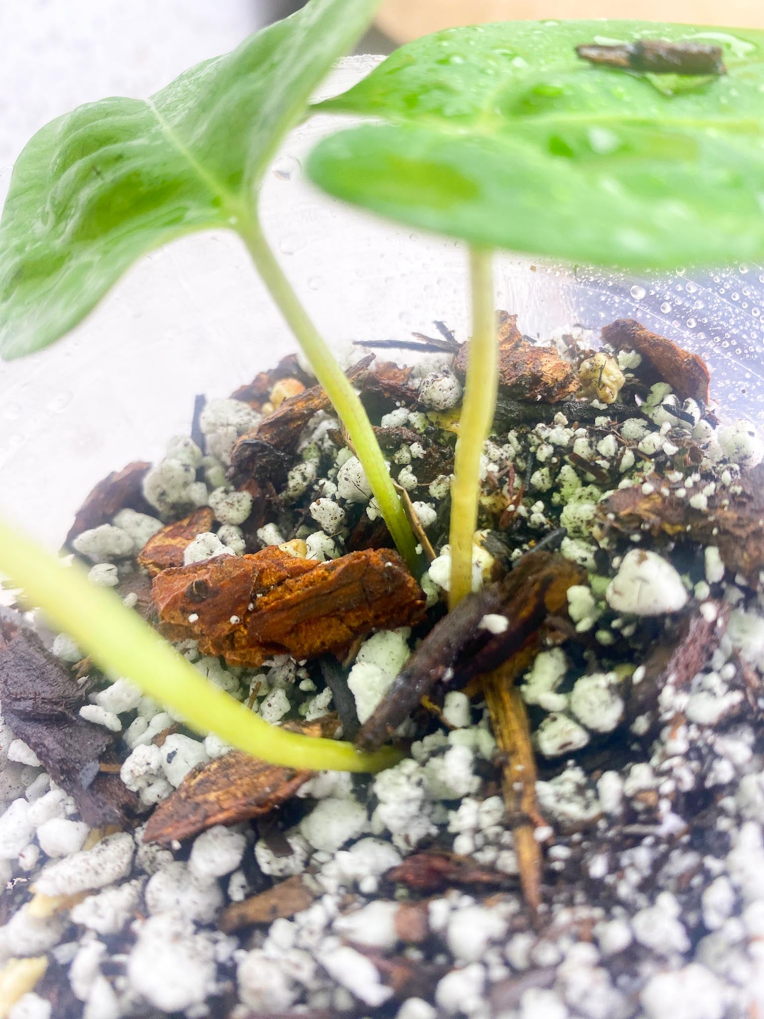 Anthurium Red Vein Dark Phoenix X Dark Phoenix 3 Leaves Rooting