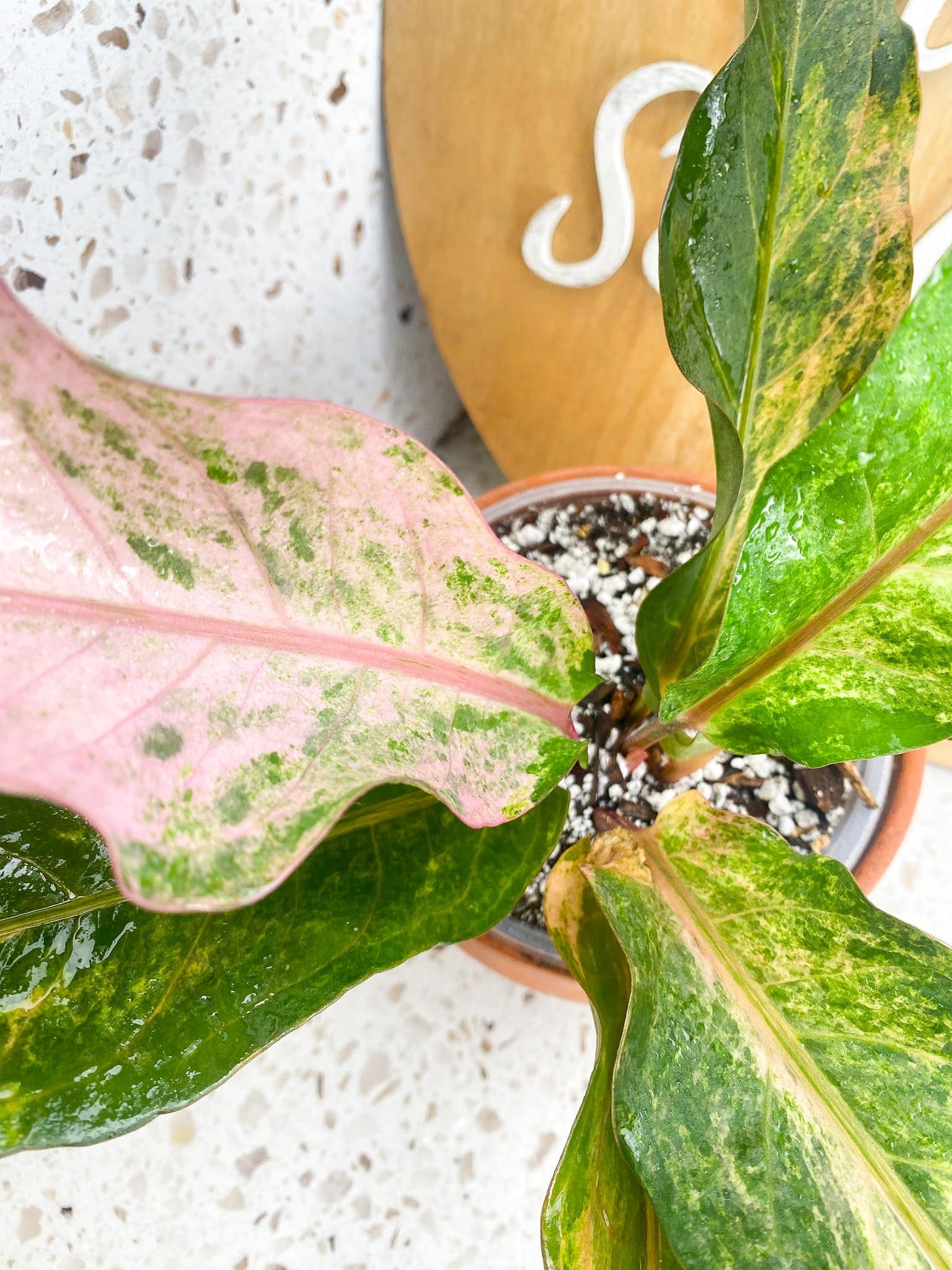 Anthurium Renaissance Pink Variegated Multiple Leaves 1 Sprout