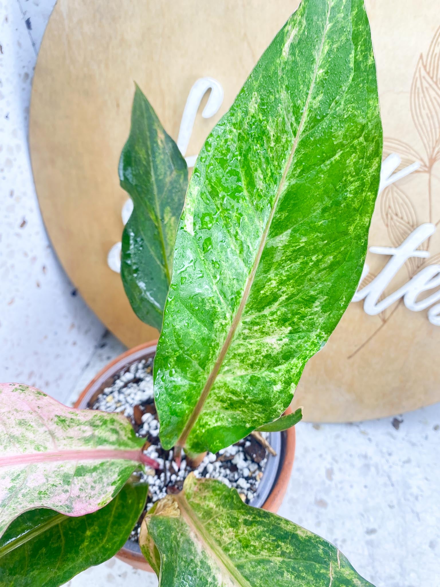 Anthurium Renaissance Pink Variegated Multiple Leaves 1 Sprout