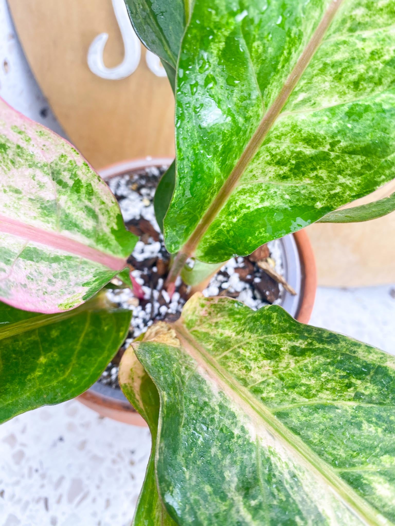 Anthurium Renaissance Pink Variegated Multiple Leaves 1 Sprout