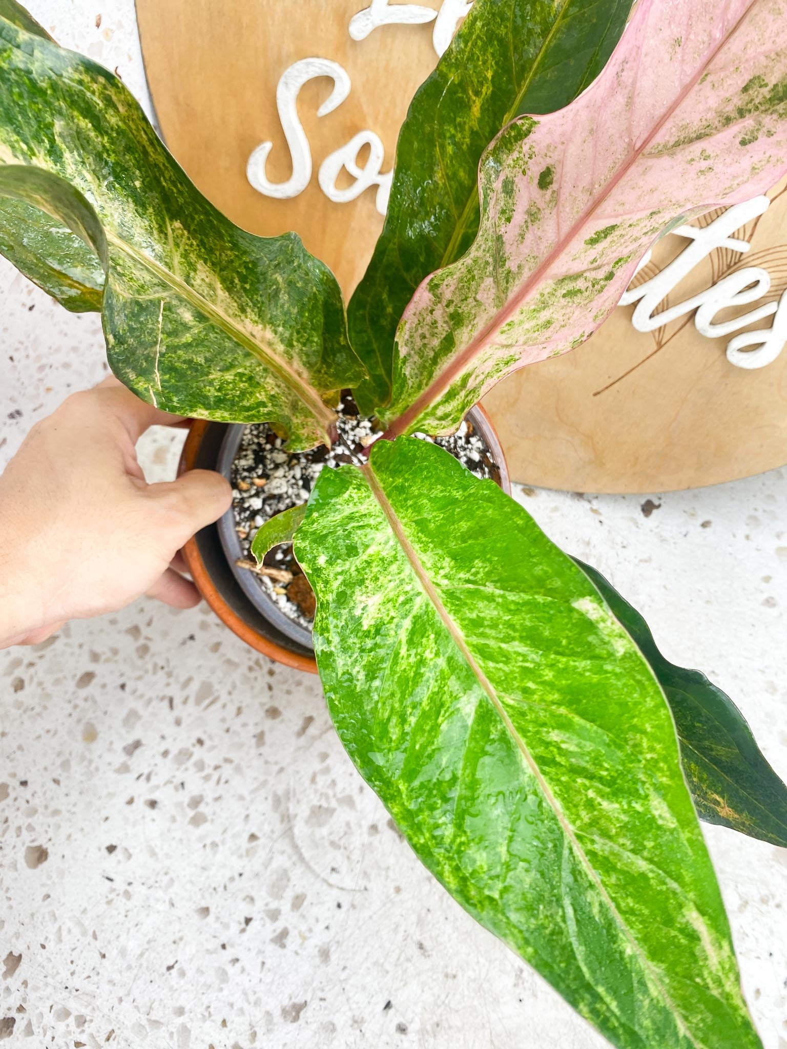 Anthurium Renaissance Pink Variegated Multiple Leaves 1 Sprout