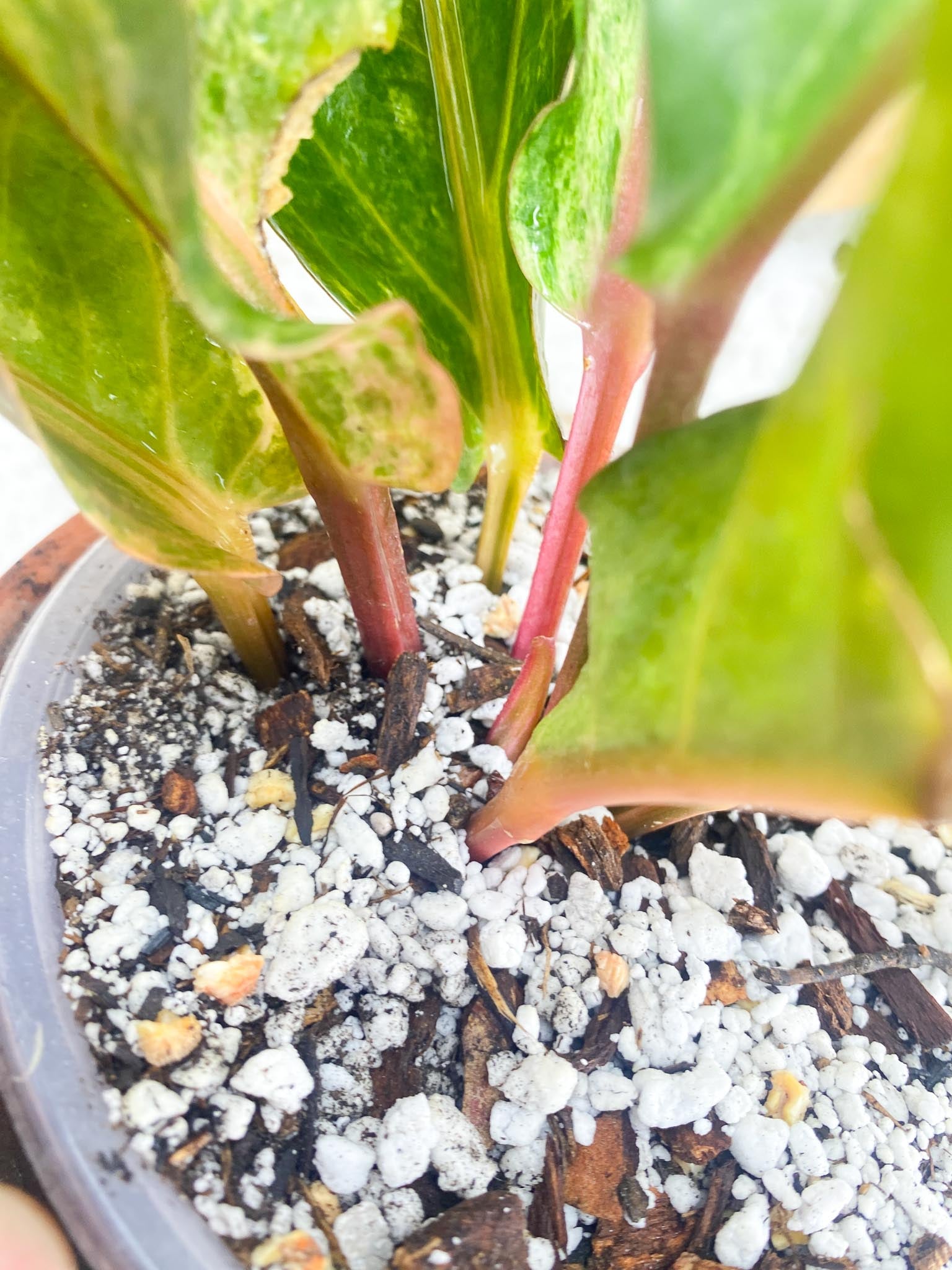 Anthurium Renaissance Pink Variegated Multiple Leaves 1 Sprout