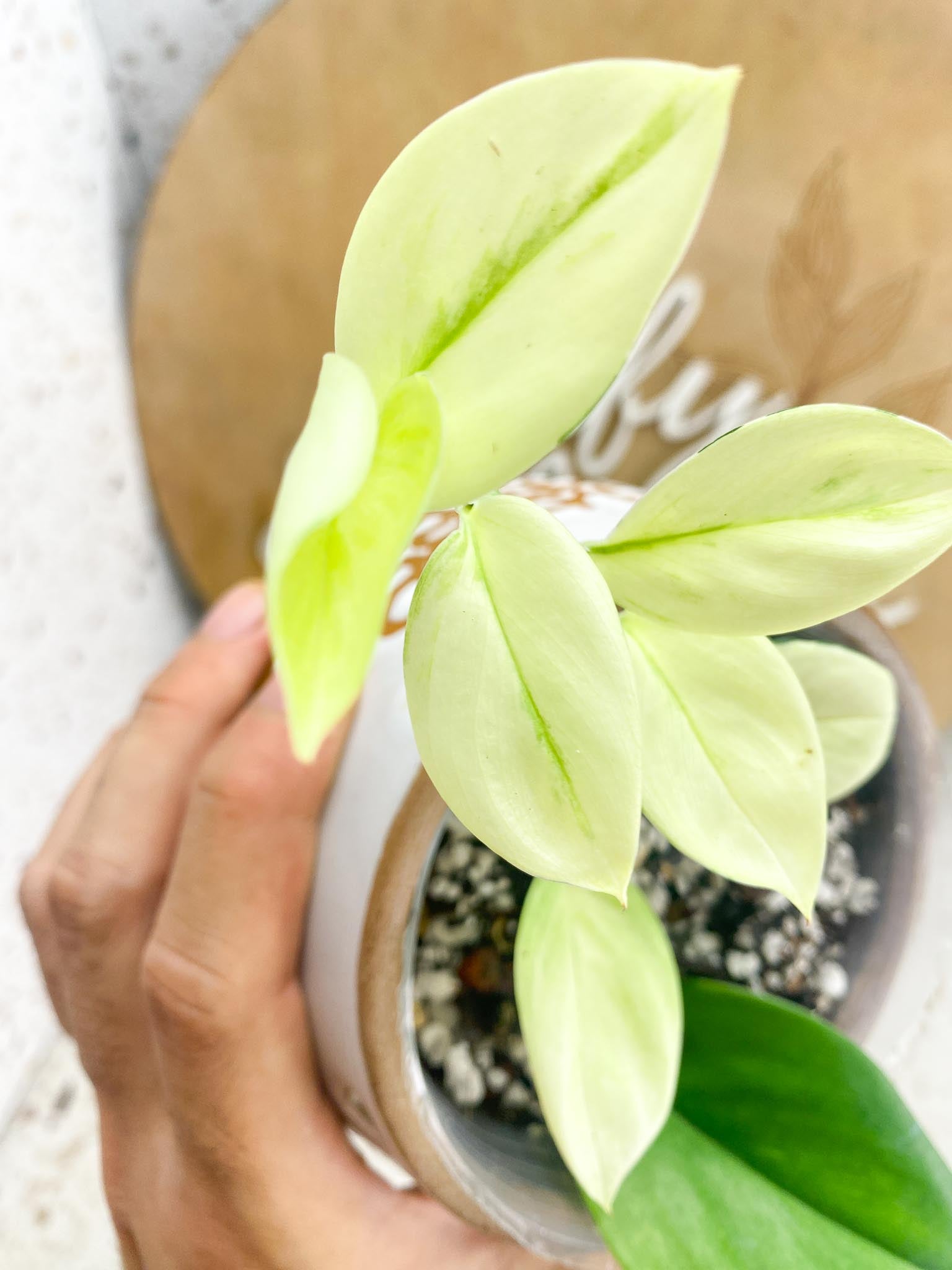 *Scindapsus Moonlight  Variegated Multiple Leaves Highly Variegated