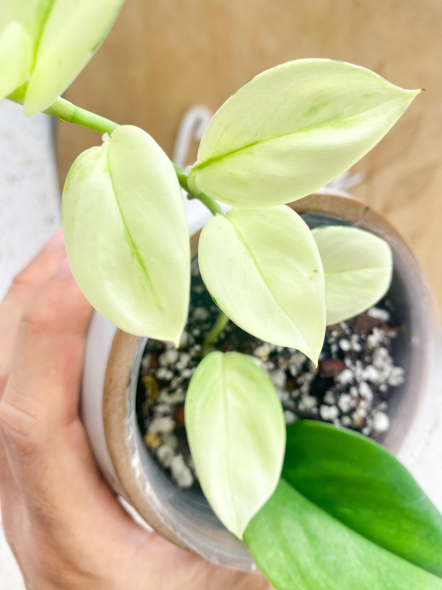 *Scindapsus Moonlight  Variegated Multiple Leaves Highly Variegated