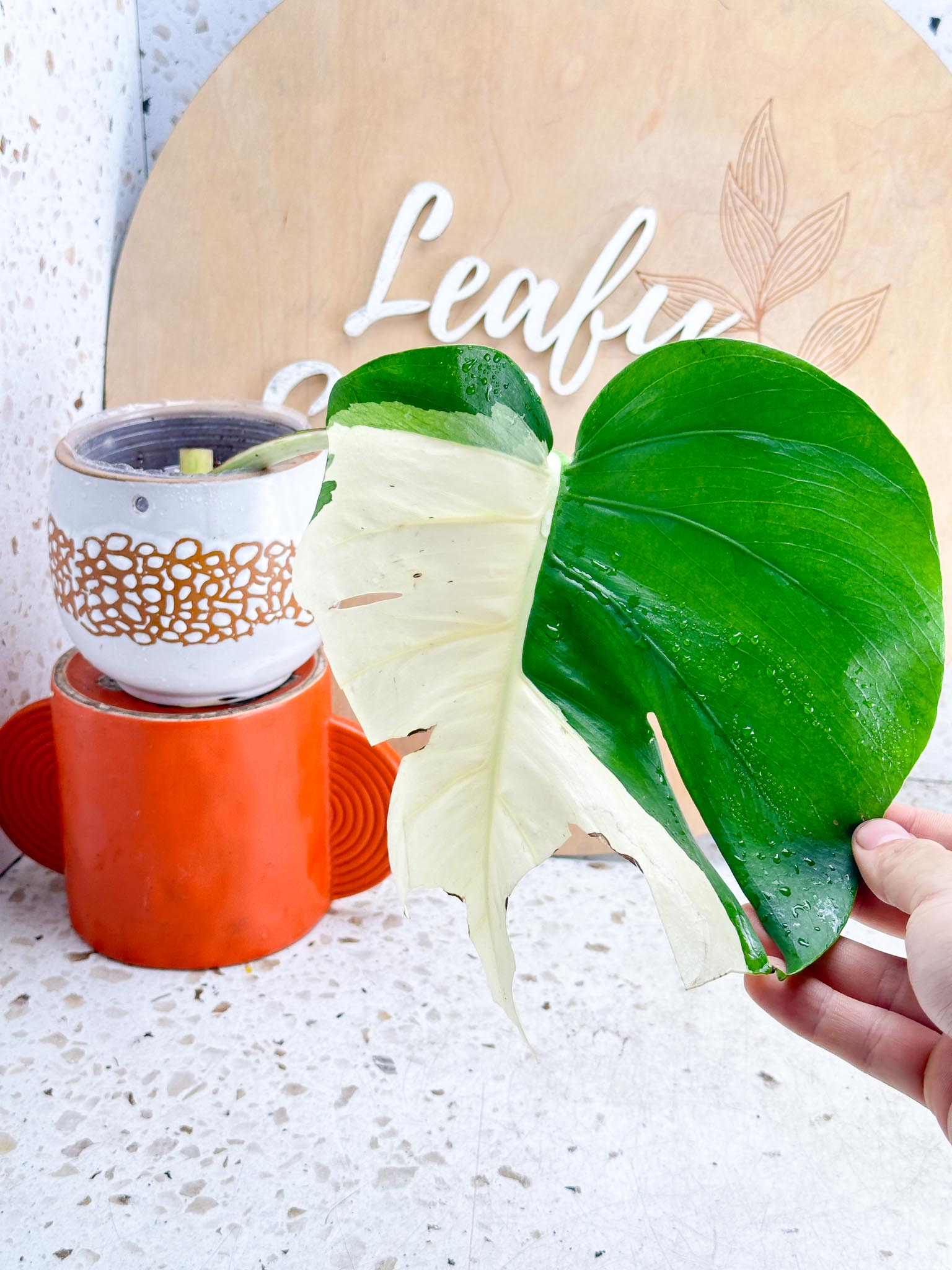 *Monstera albo Japanese White Tiger 1 Leaf 1 Node Highly Variegated Rooted