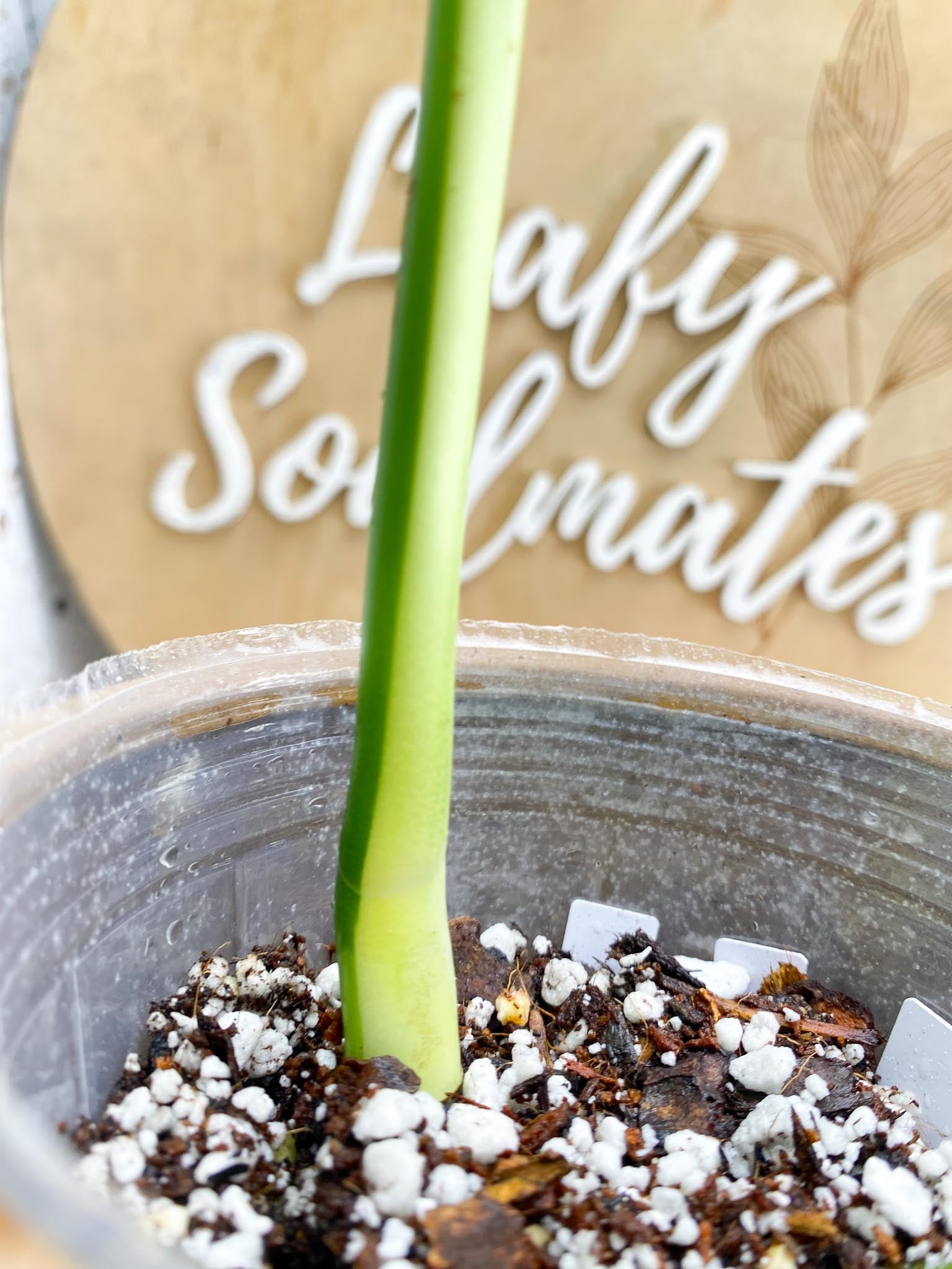 Monstera albo Japanese White Tiger 2 Leaves 2 Nodes Half Moon Variegated Slightly Rooted