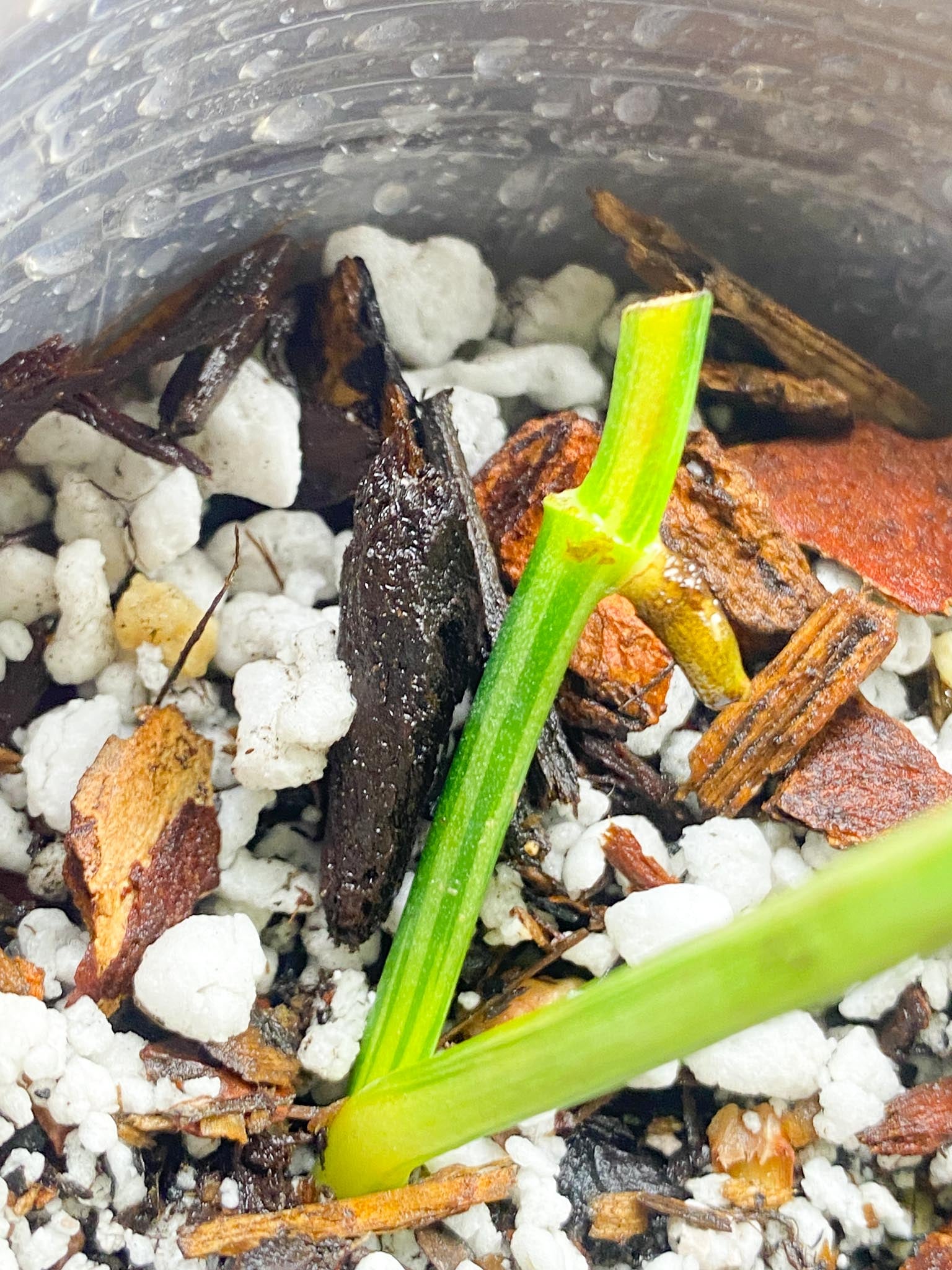 Monstera Acuminata Variegated 1 Leaf 2 Nodes Rooting