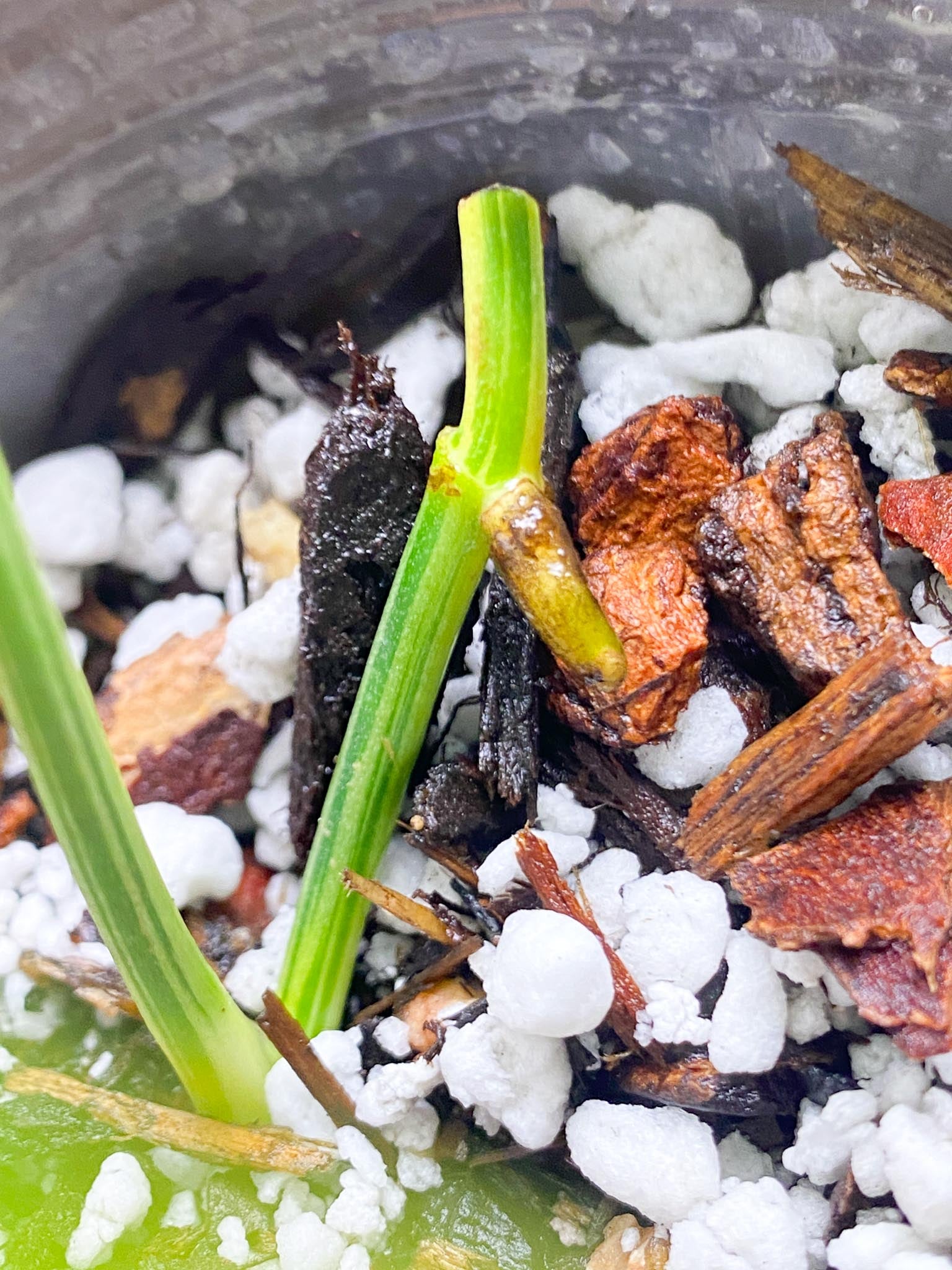 Monstera Acuminata Variegated 1 Leaf 2 Nodes Rooting