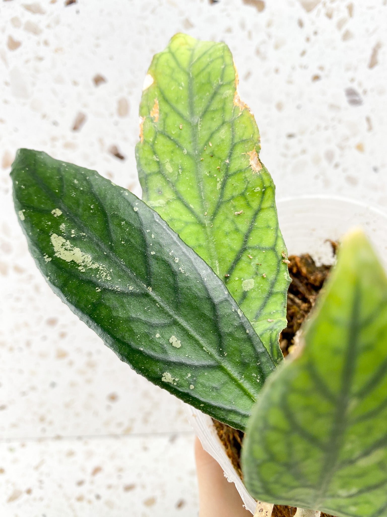 Hoya Tanggamus 4 leaves