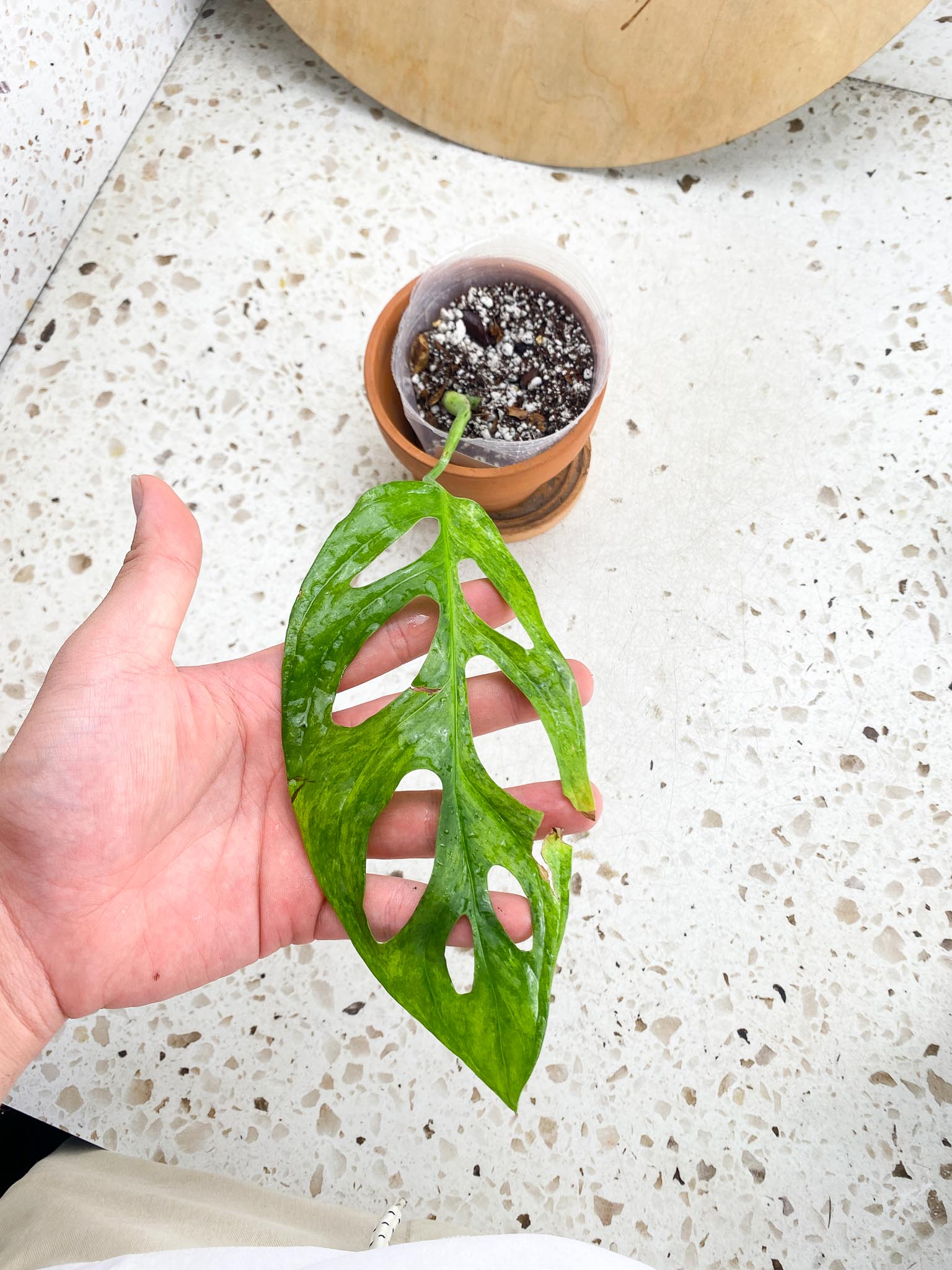 Monstera Adansonii Mint 1 Leaf 2 Nodes  1 Sprout Variegated Rooting