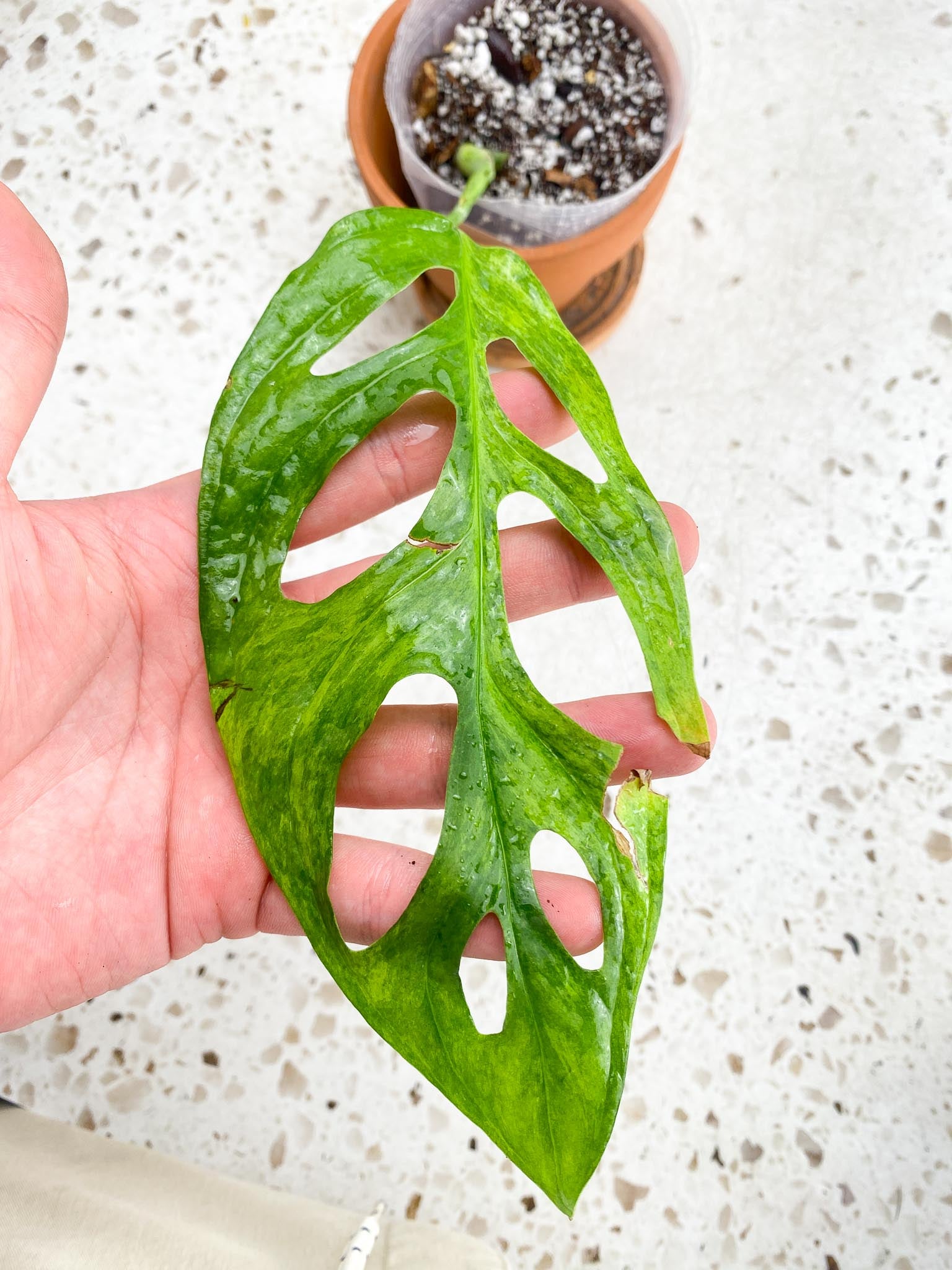 Monstera Adansonii Mint 1 Leaf 2 Nodes  1 Sprout Variegated Rooting