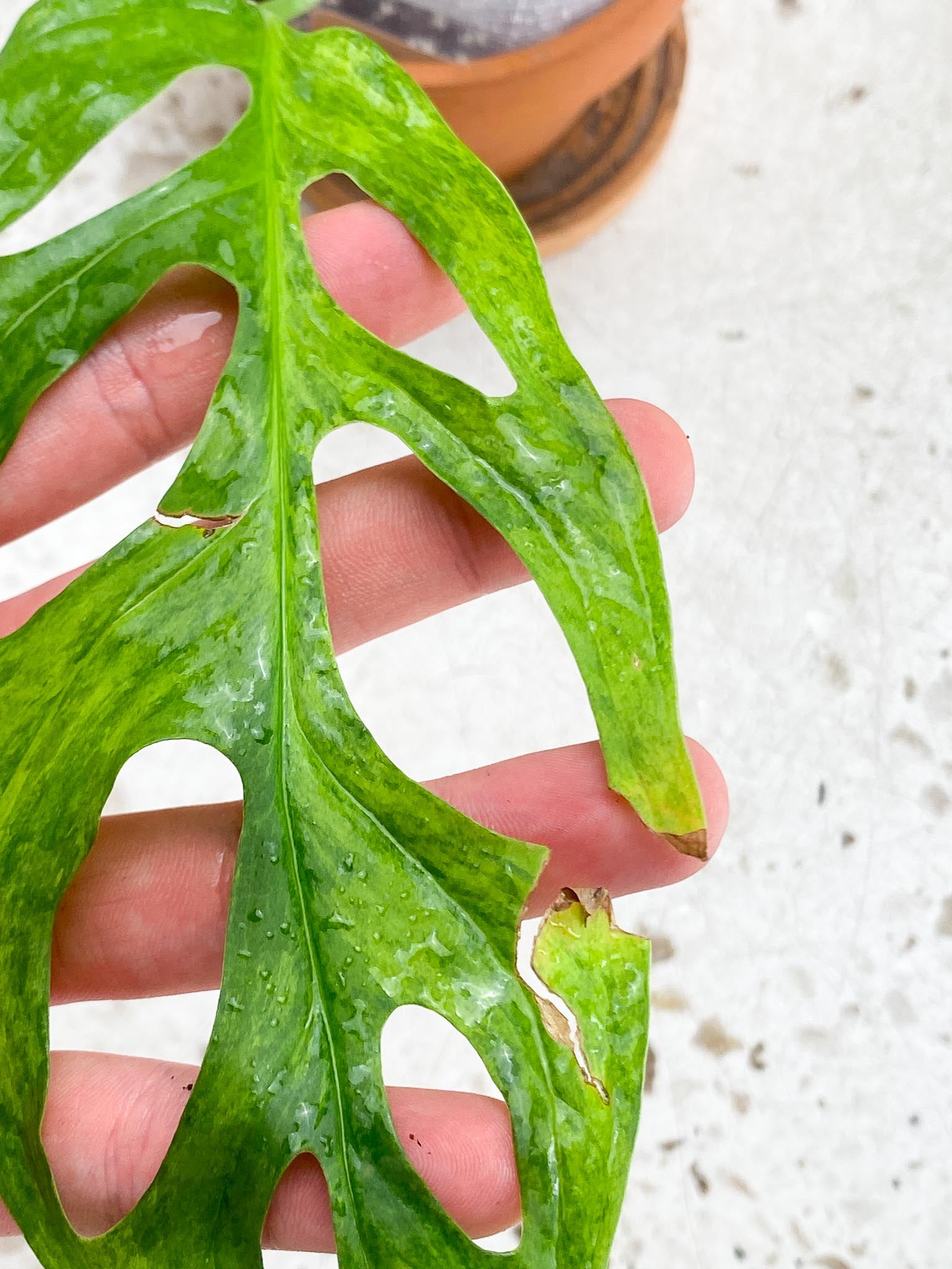 Monstera Adansonii Mint 1 Leaf 2 Nodes  1 Sprout Variegated Rooting