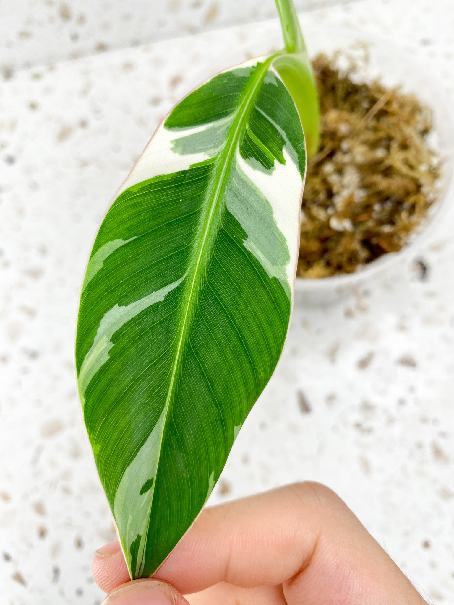 Variegated Banana (Musa aeae) 2 leaves 1 sprout