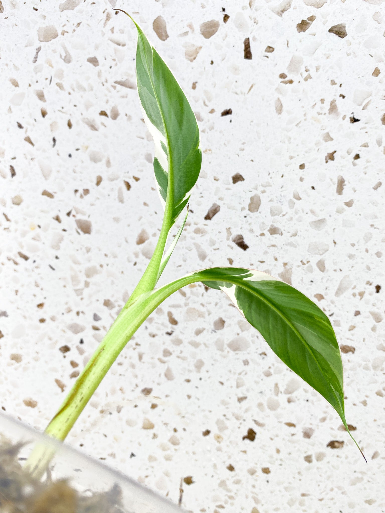 Variegated Banana (Musa aeae) 2 leaves 1 sprout