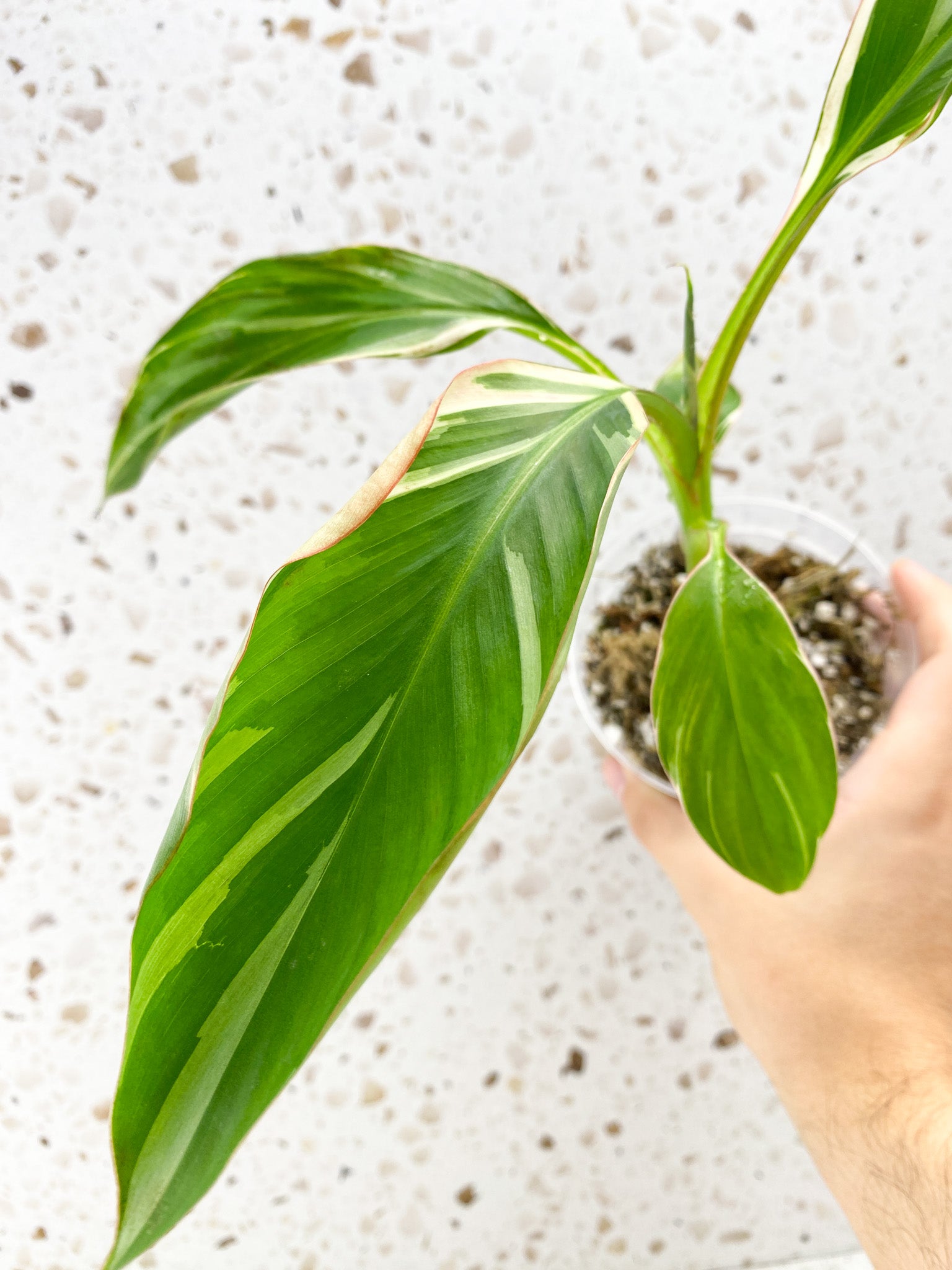 Variegated Banana (Musa Nono) 4 leaves 1 sprout (Pink variegation when mature)