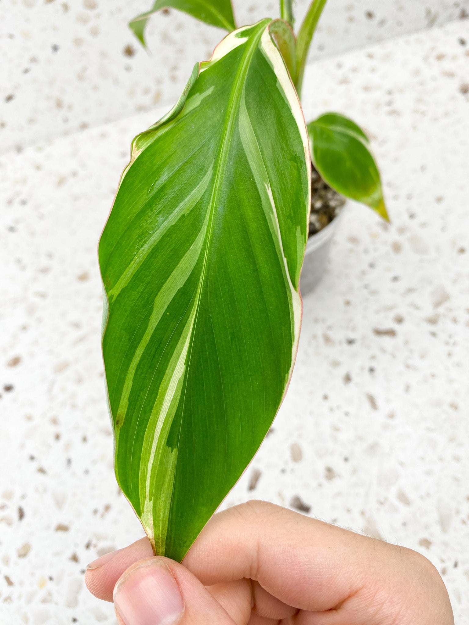 Variegated Banana (Musa Nono) 4 leaves 1 sprout (Pink variegation when mature)