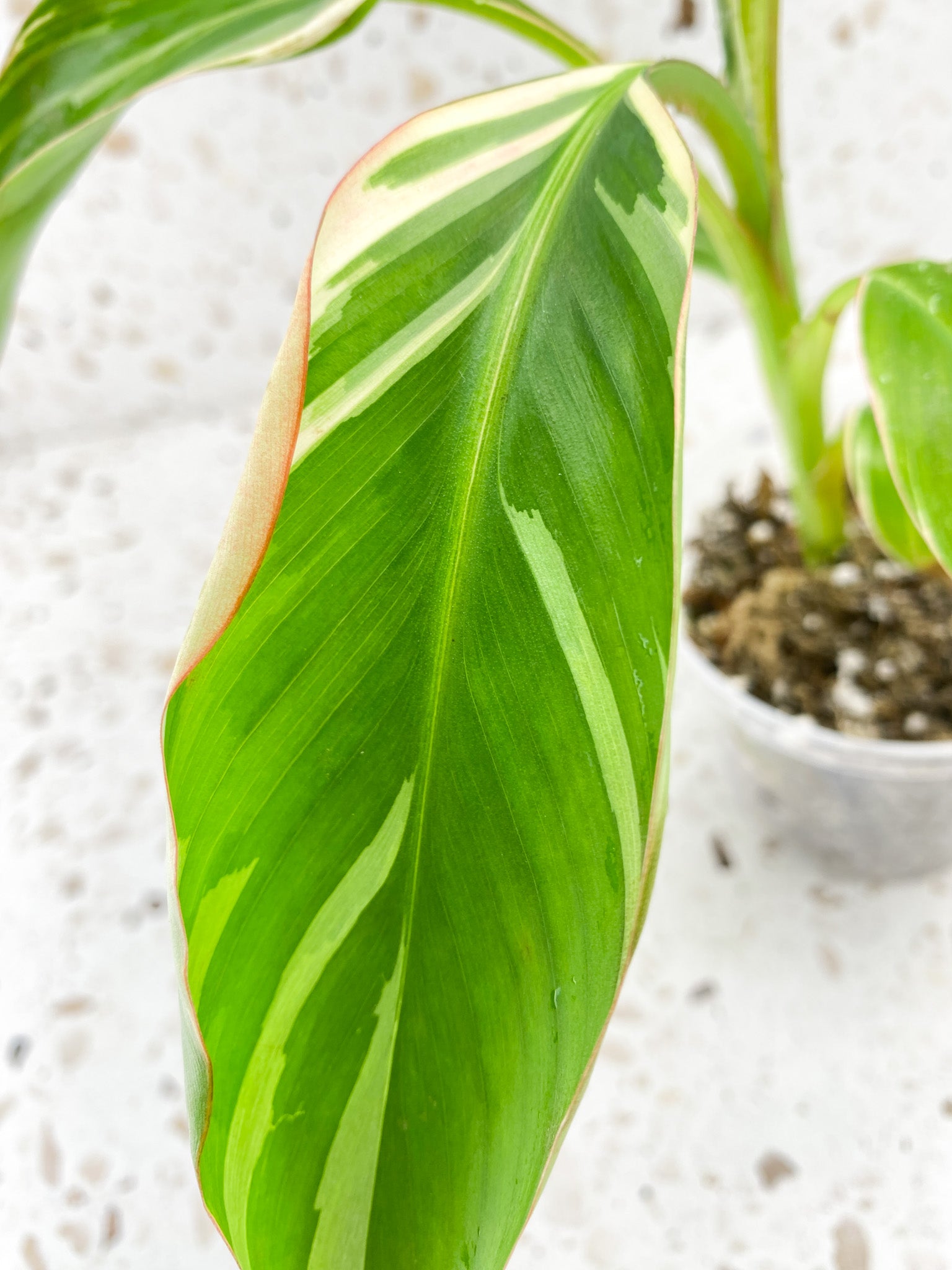 Variegated Banana (Musa Nono) 4 leaves 1 sprout (Pink variegation when mature)