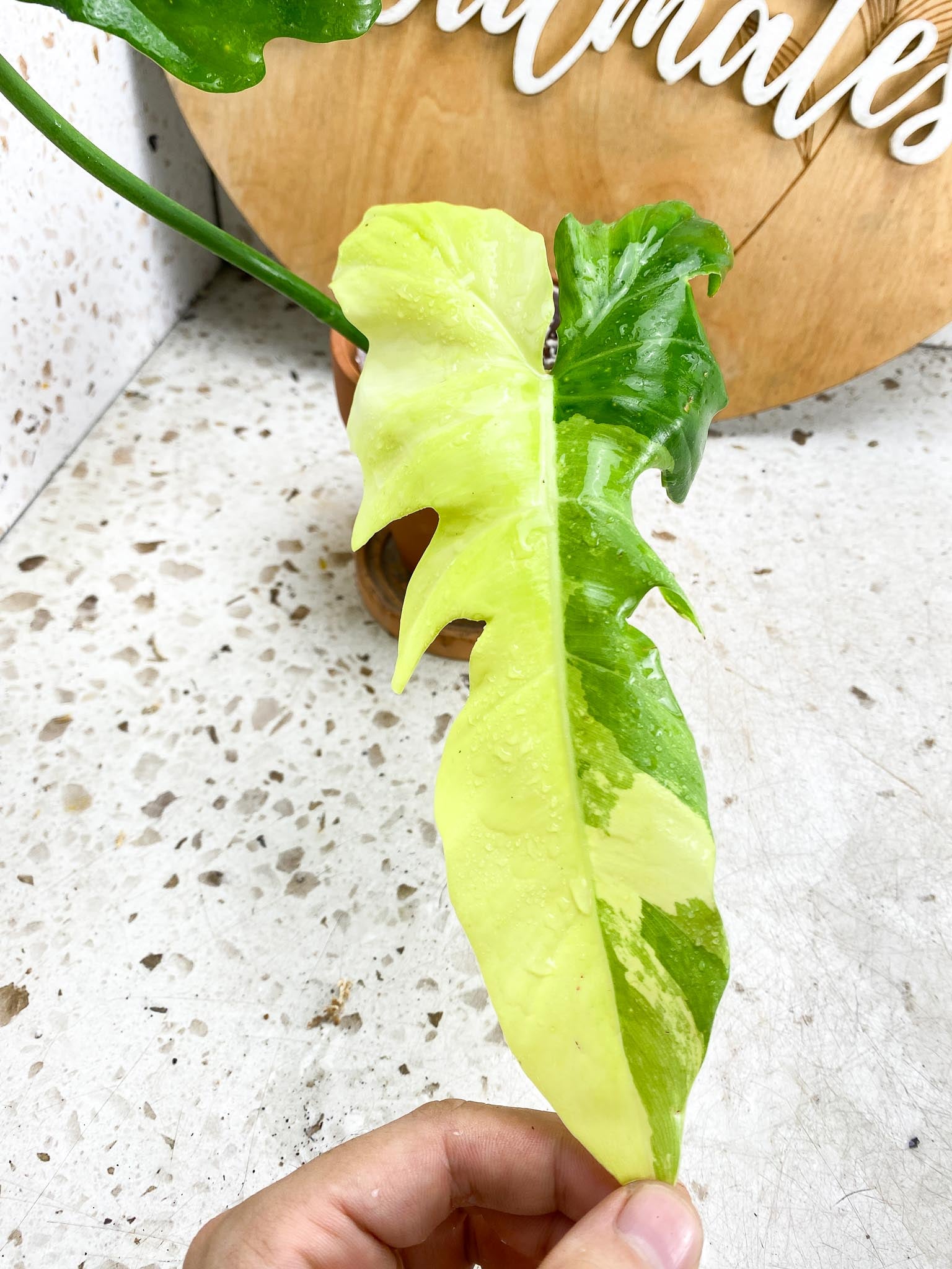 Philodendron Golden Dragon Variegated Narrow 2 Leaves  2 Nodes  1 Sprout-