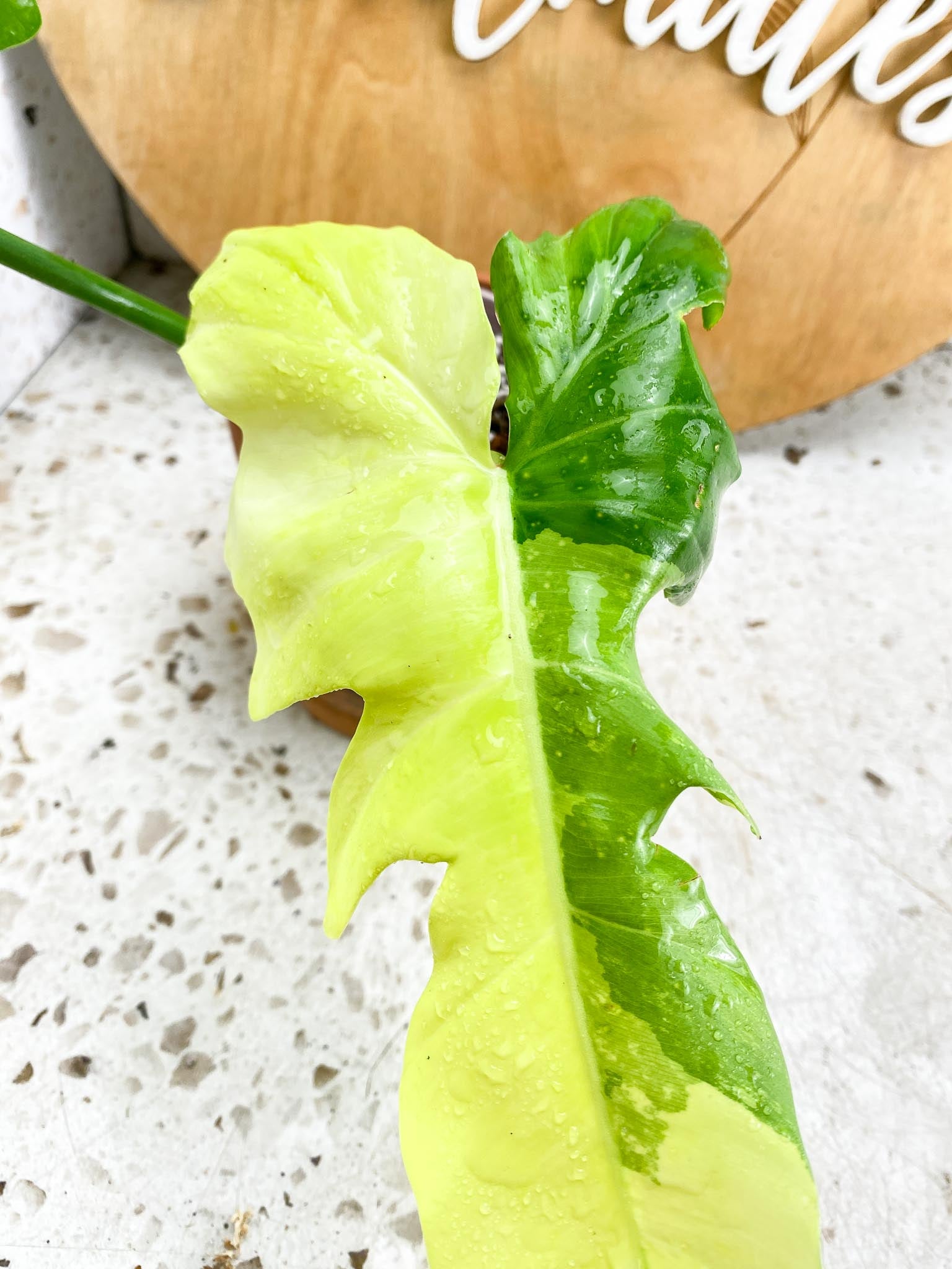 Philodendron Golden Dragon Variegated Narrow 2 Leaves  2 Nodes  1 Sprout-