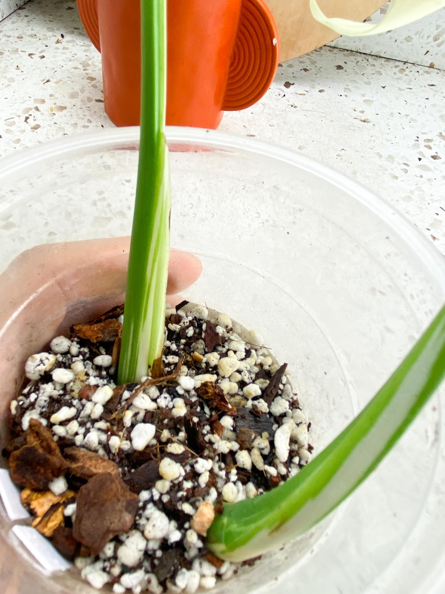 Monstera albo Japanese White Tiger 2 Leaves  2 Nodes Rooting