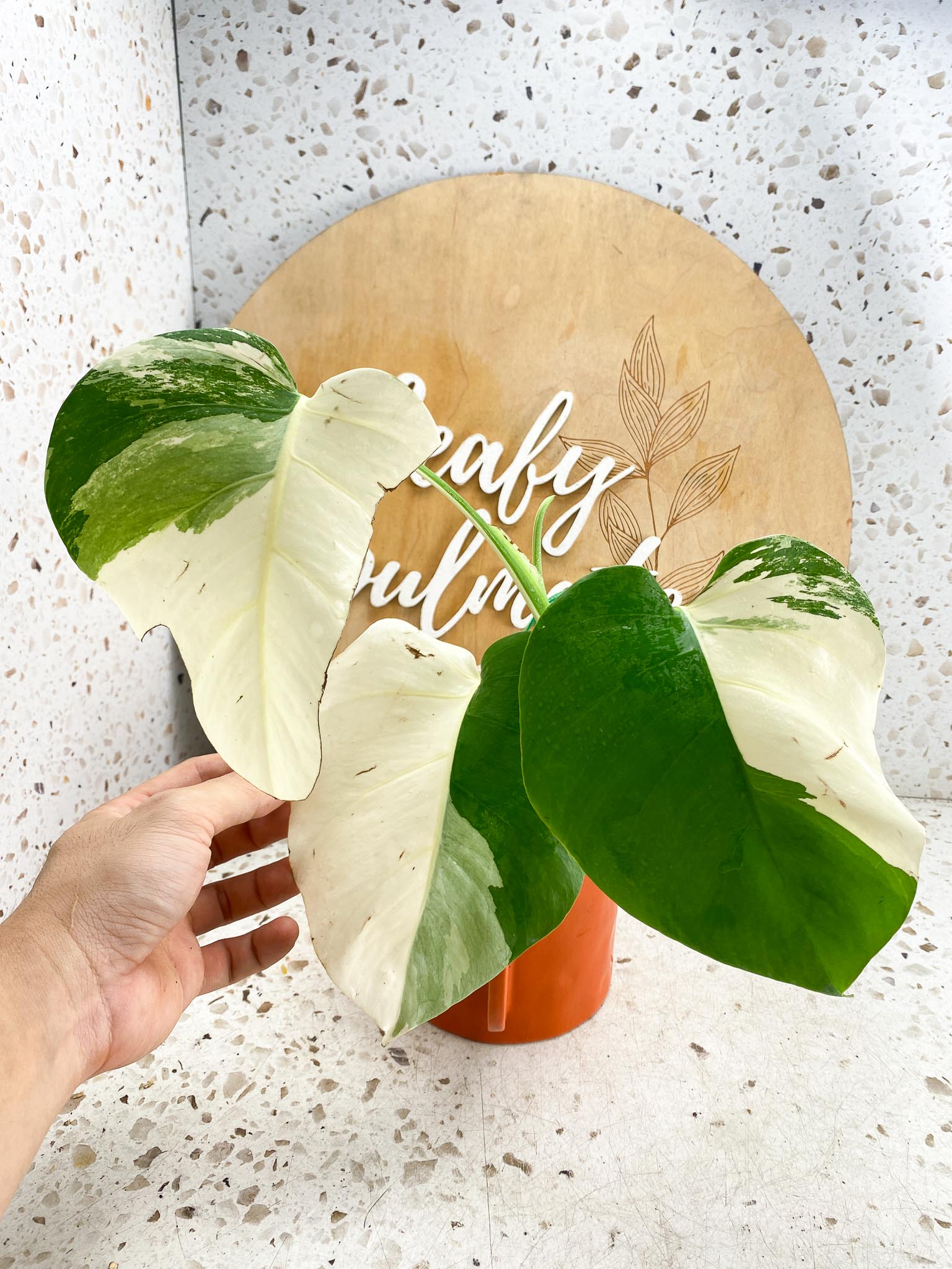 Monstera albo Japanese White Tiger 3 Leaves  3 Nodes  Top cutting