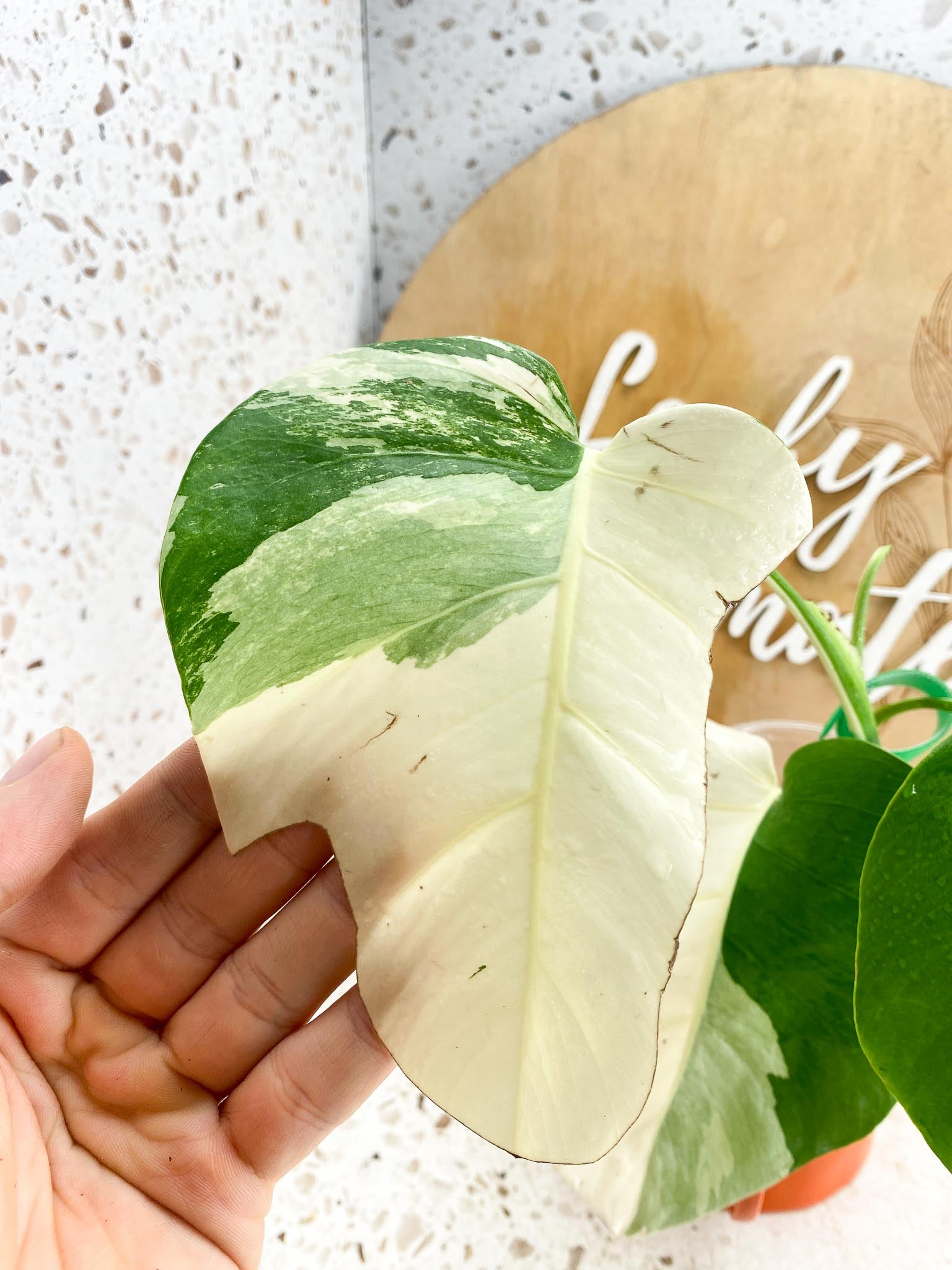 Monstera albo Japanese White Tiger 3 Leaves  3 Nodes  Top cutting