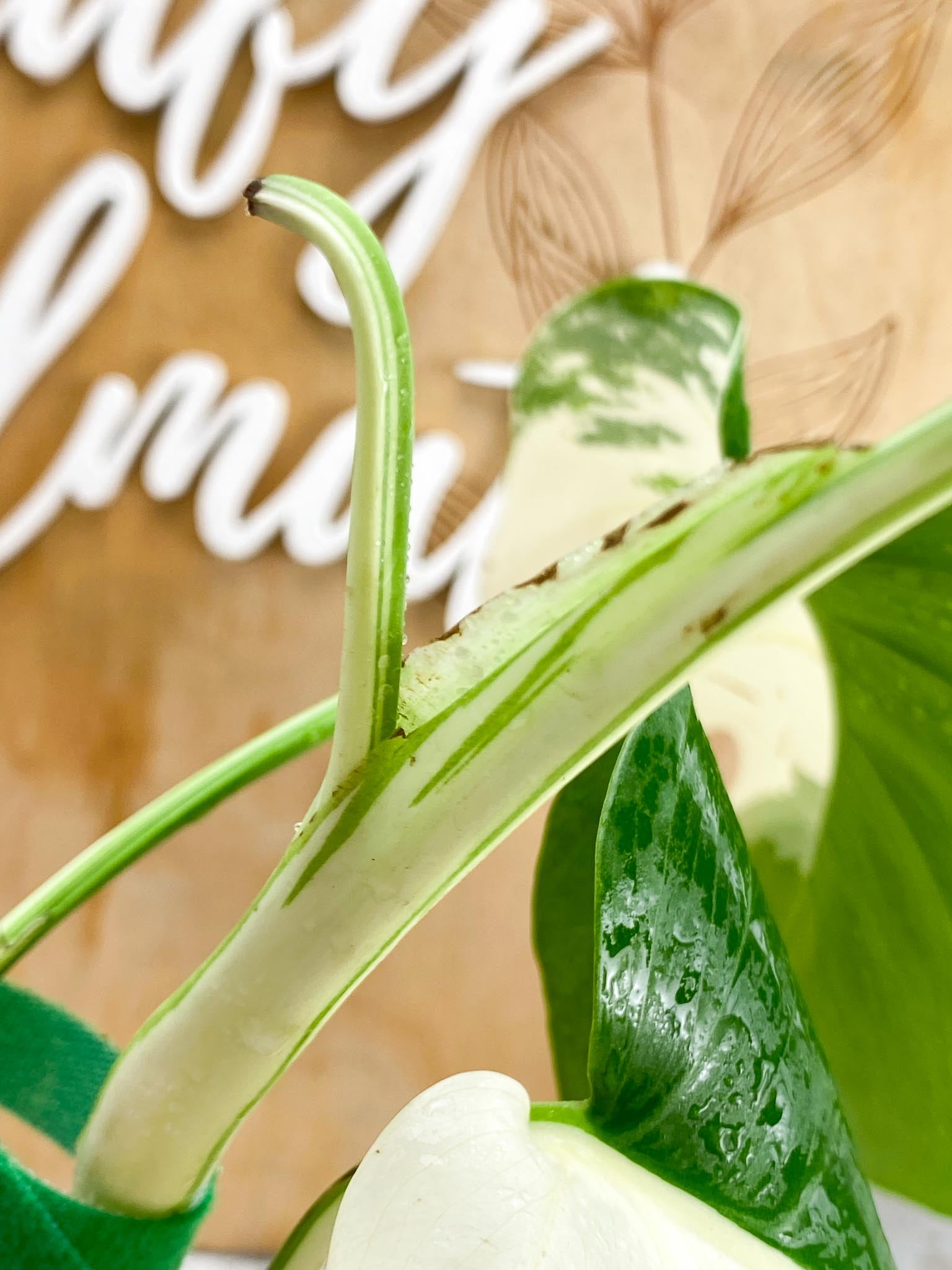 Monstera albo Japanese White Tiger 3 Leaves  3 Nodes  Top cutting