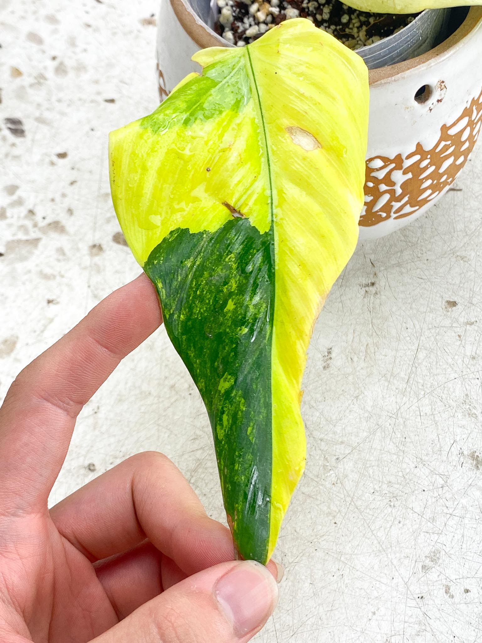 Philodendron Domesticum Variegated  3 leaves 3 node and 2 activated buds Rooted