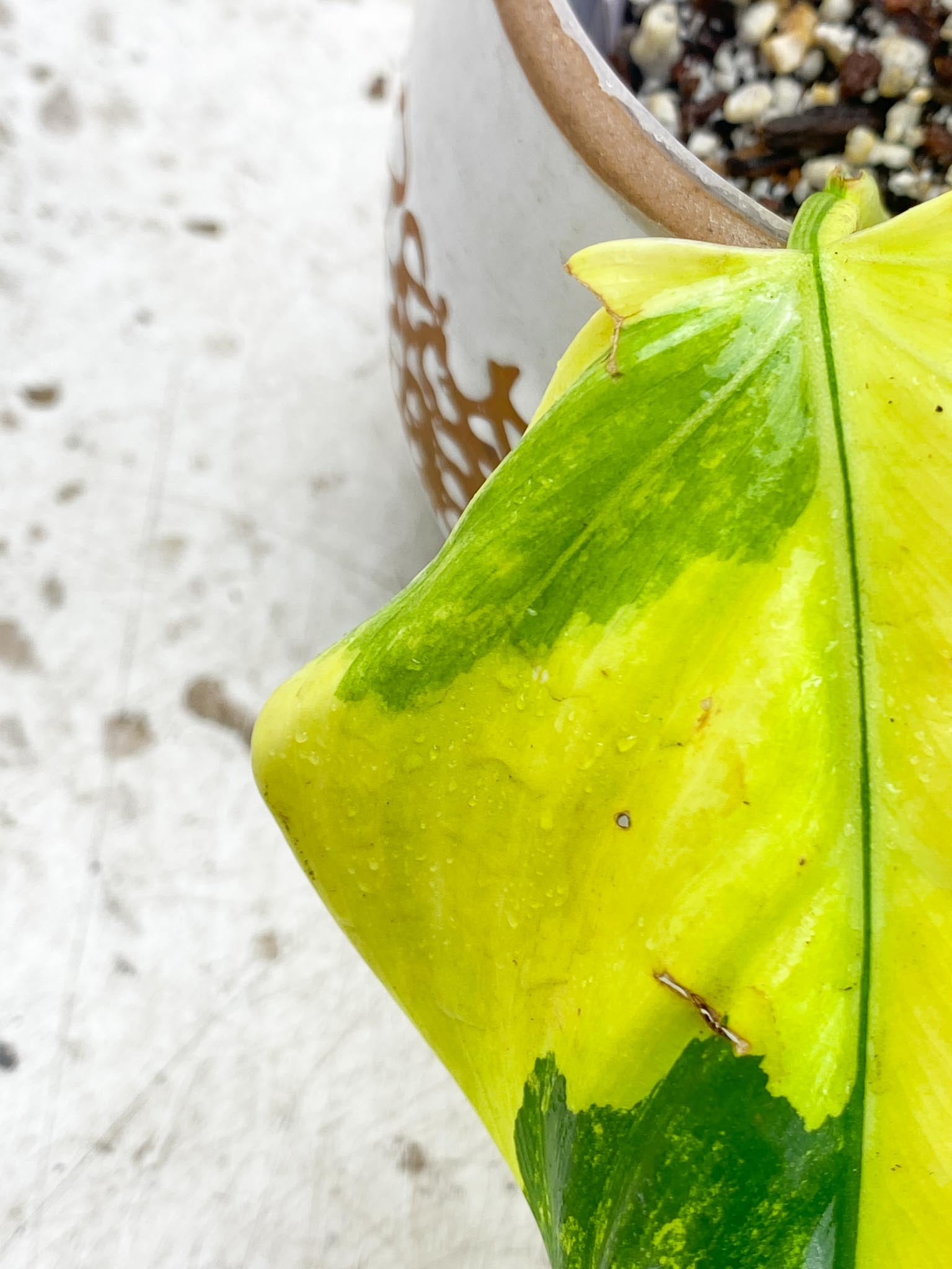 Philodendron Domesticum Variegated  3 leaves 3 node and 2 activated buds Rooted