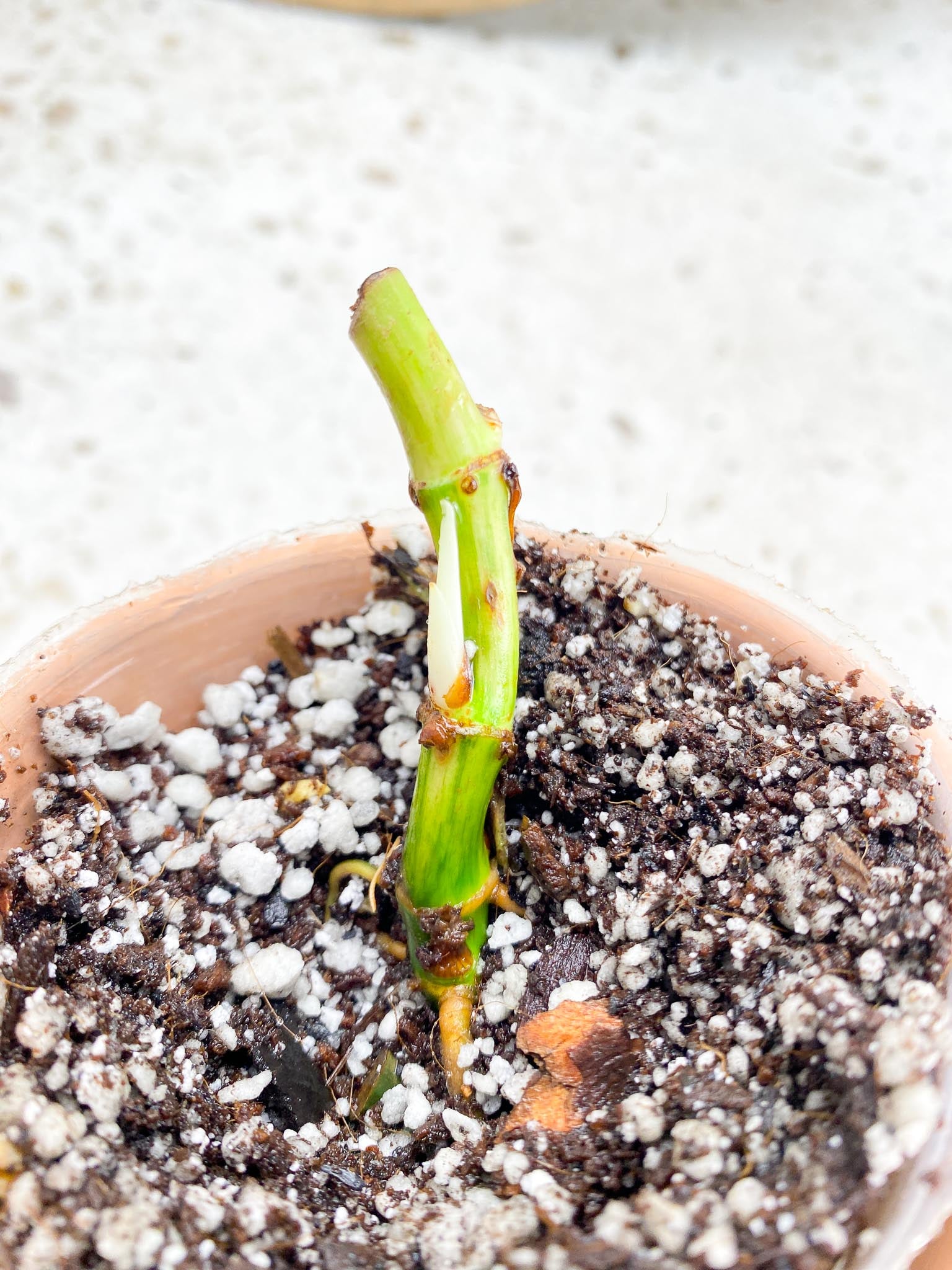 Syngonium Batik Variegated 3 Nodes 2 Buds 1 Sprout Rooting