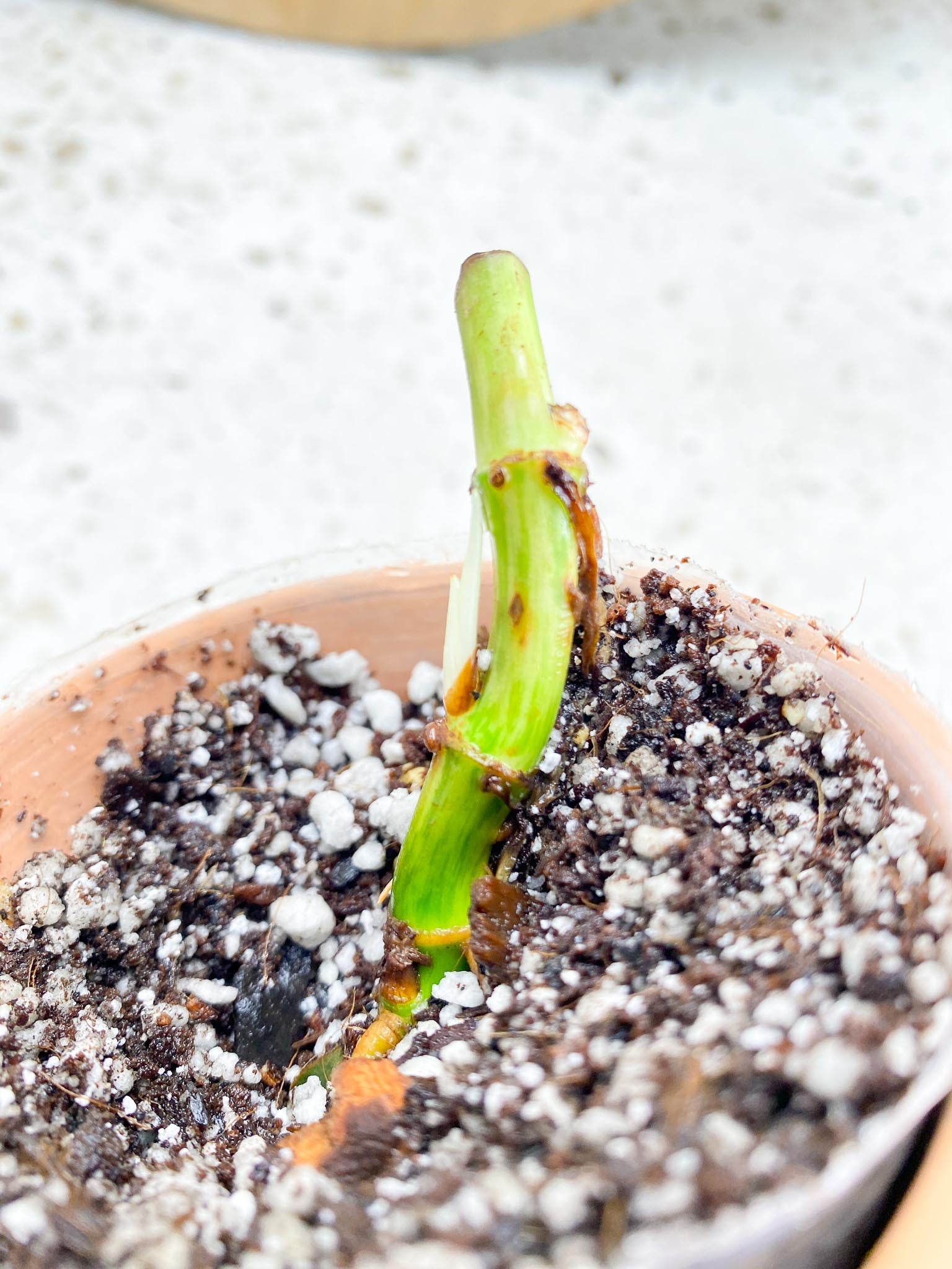 Syngonium Batik Variegated 3 Nodes 2 Buds 1 Sprout Rooting