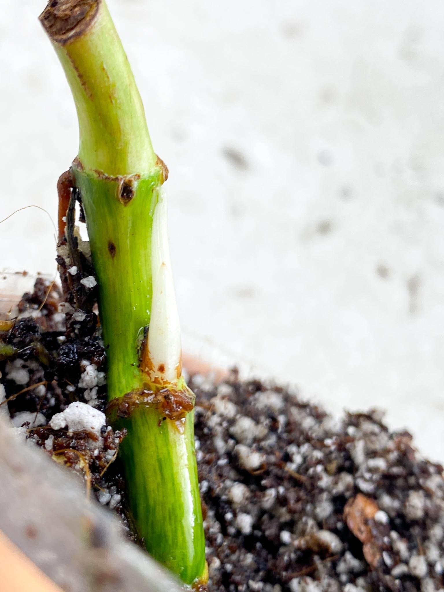 Syngonium Batik Variegated 3 Nodes 2 Buds 1 Sprout Rooting