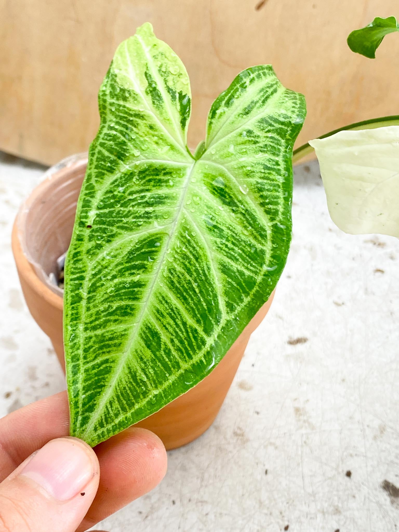 Syngonium Batik Variegated 2 Leaves  2 Nodes  Slightly Rooted