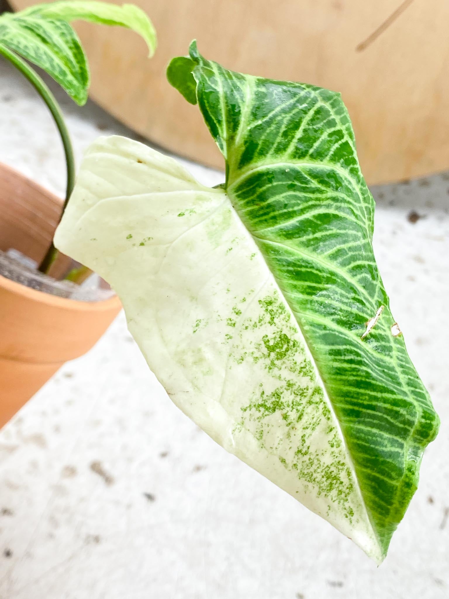 Syngonium Batik Variegated 2 Leaves  2 Nodes  Slightly Rooted