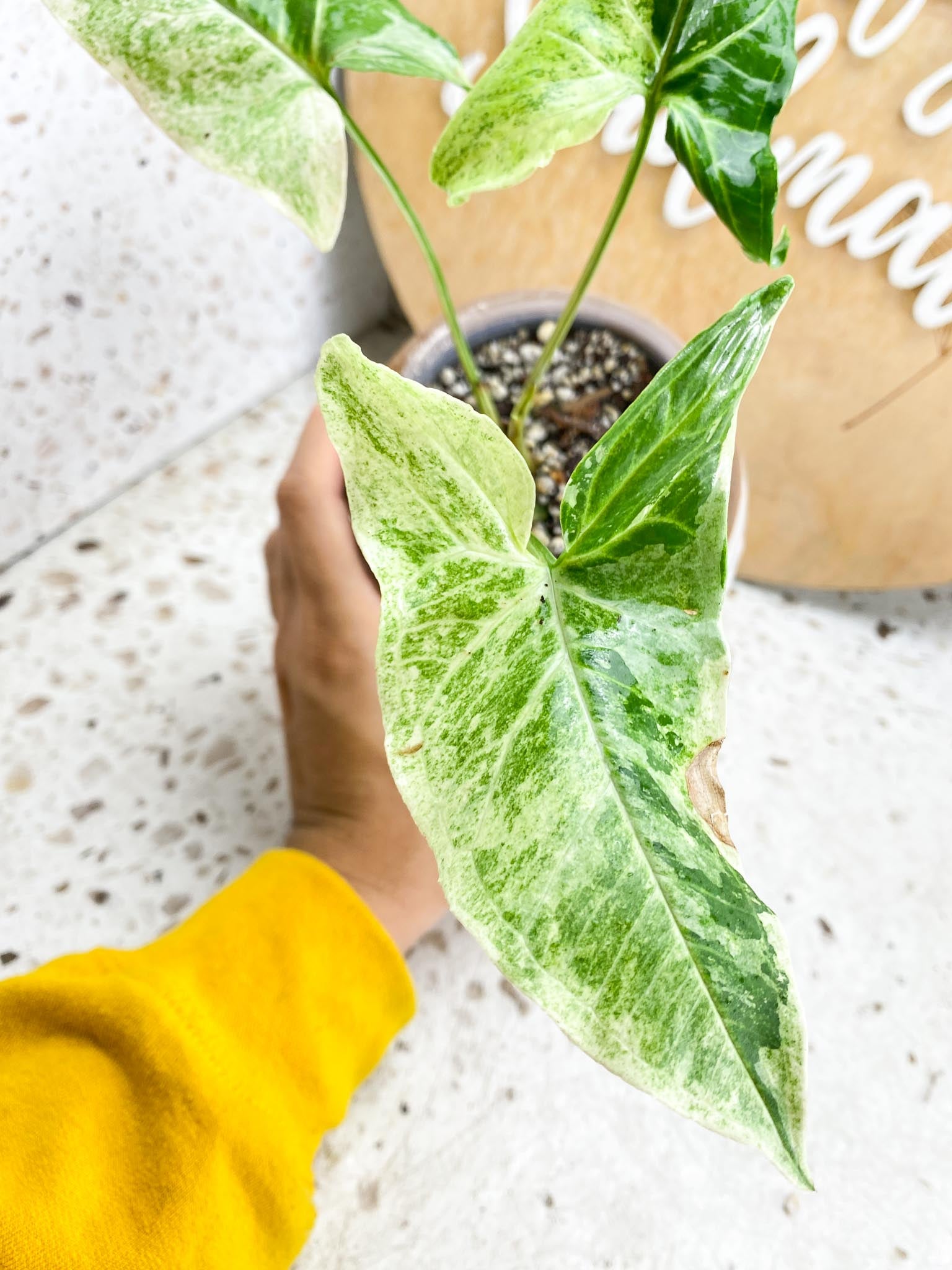 Syngonium Batik Variegated 2 Leaves  3 Nodes  1 Sprout