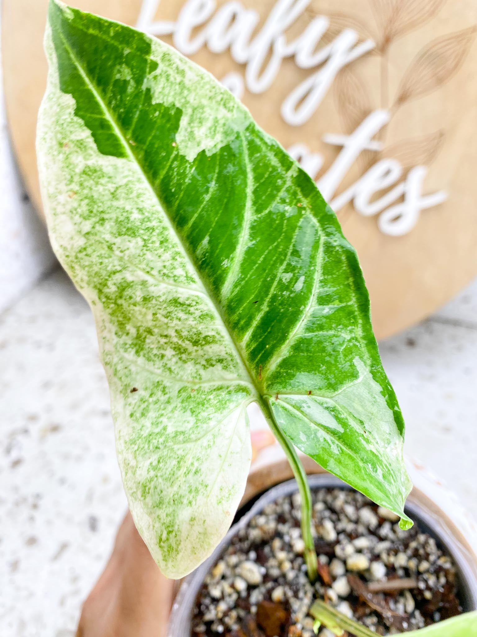 Syngonium Batik Variegated 2 Leaves  3 Nodes  1 Sprout